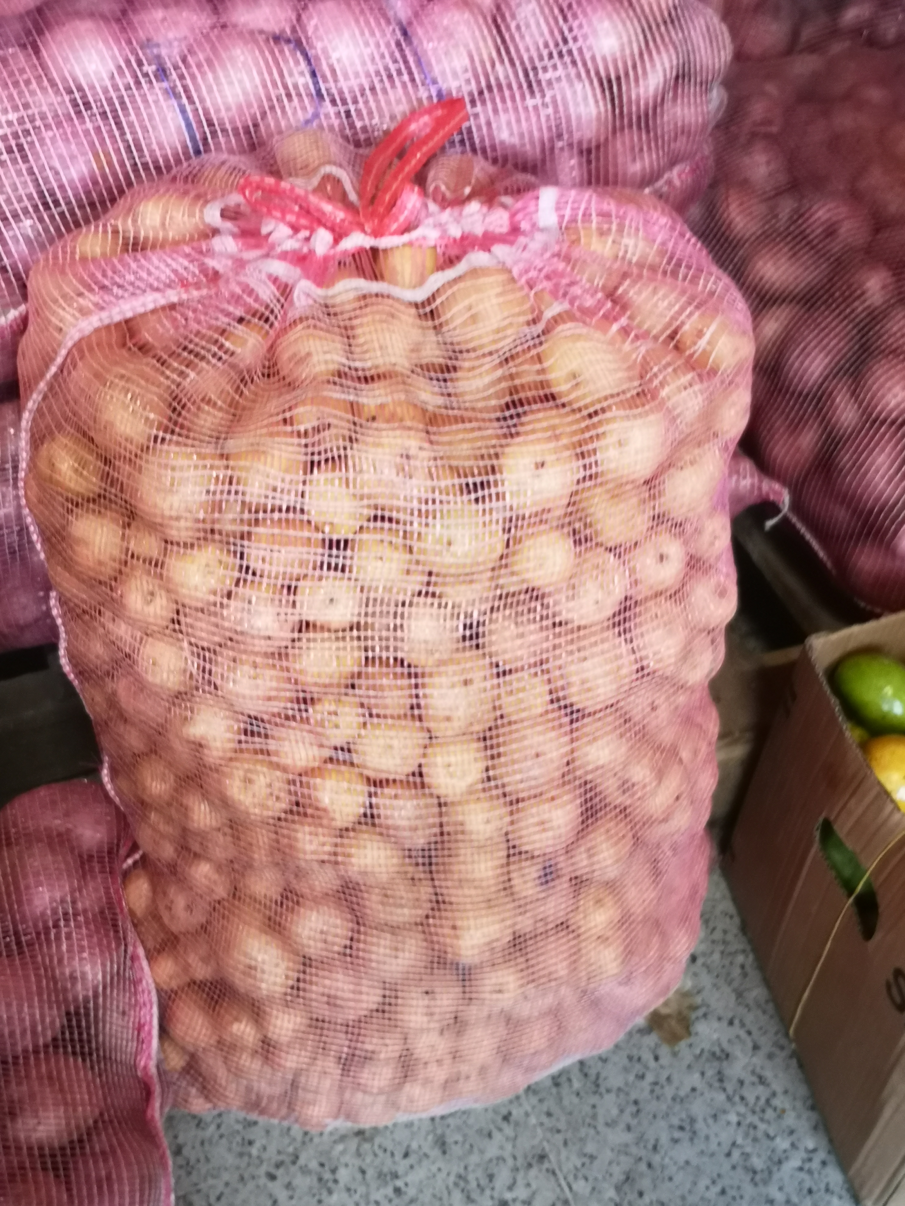 Papa Criolla
