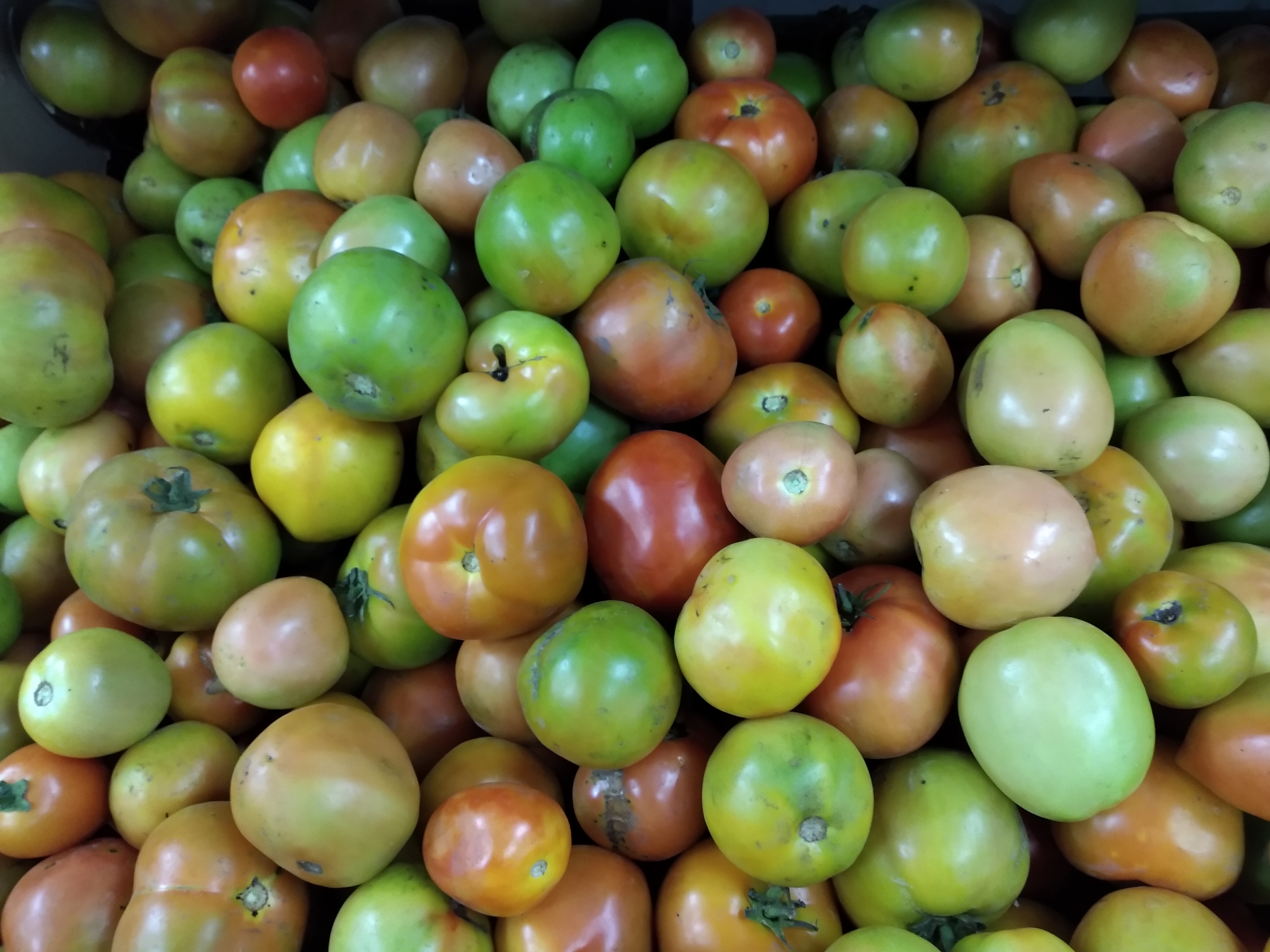 Tomate