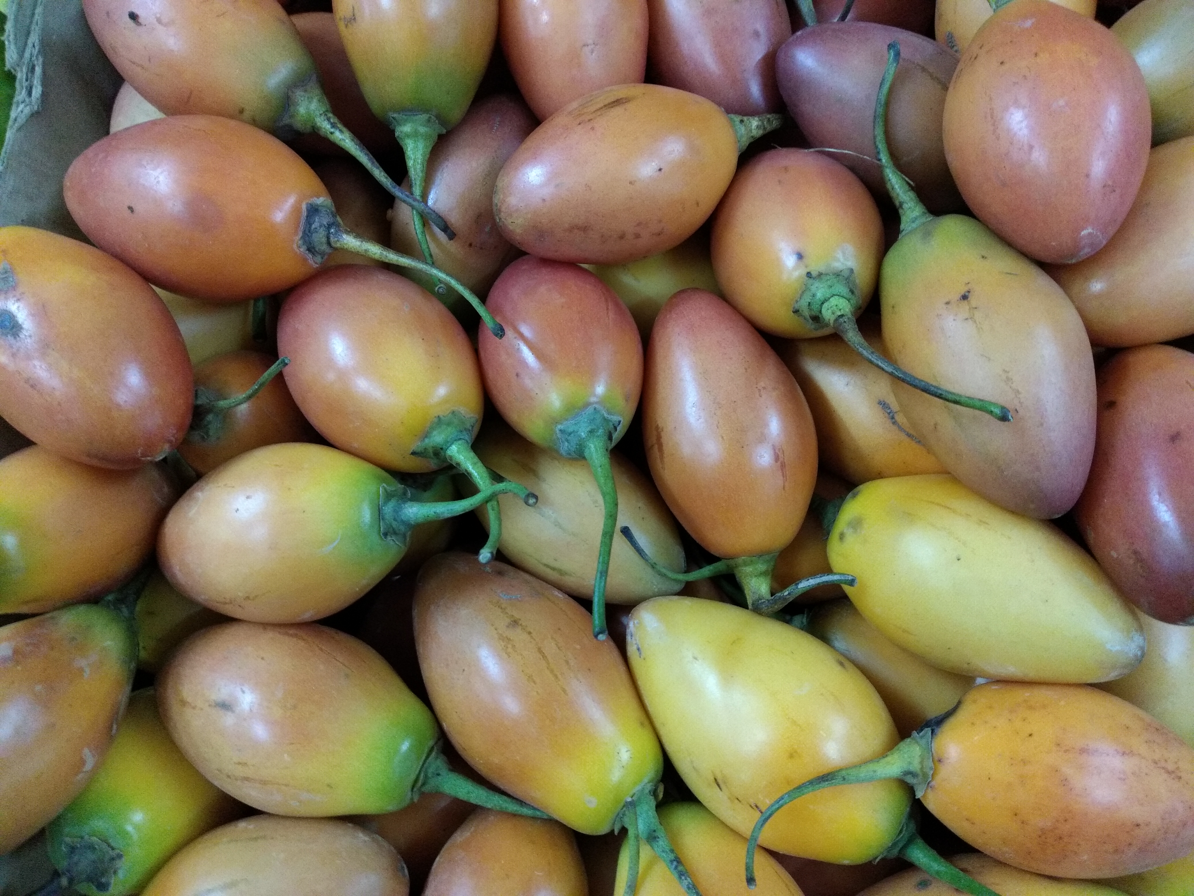 Tomate de árbol