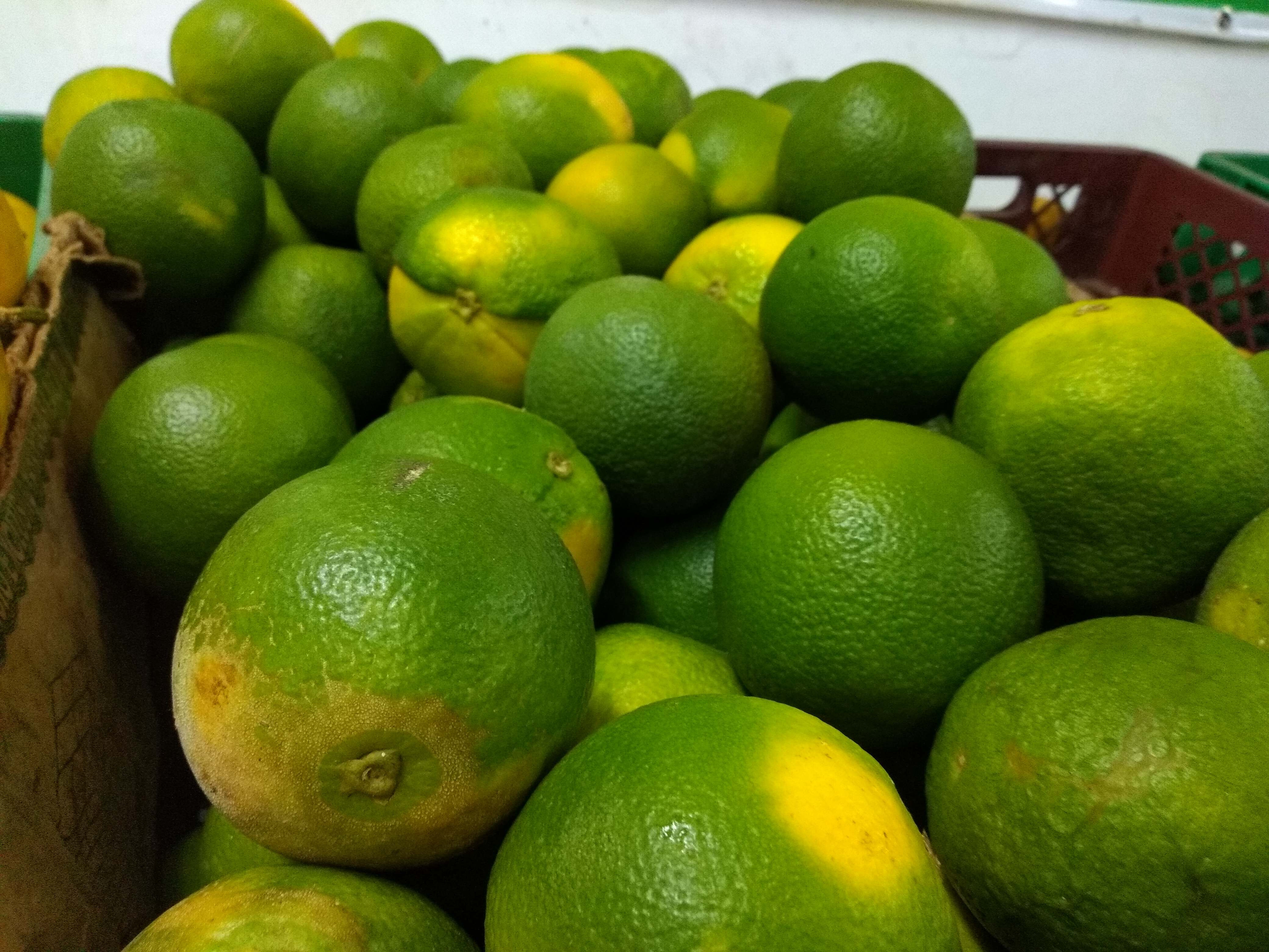 Plátano de 2da