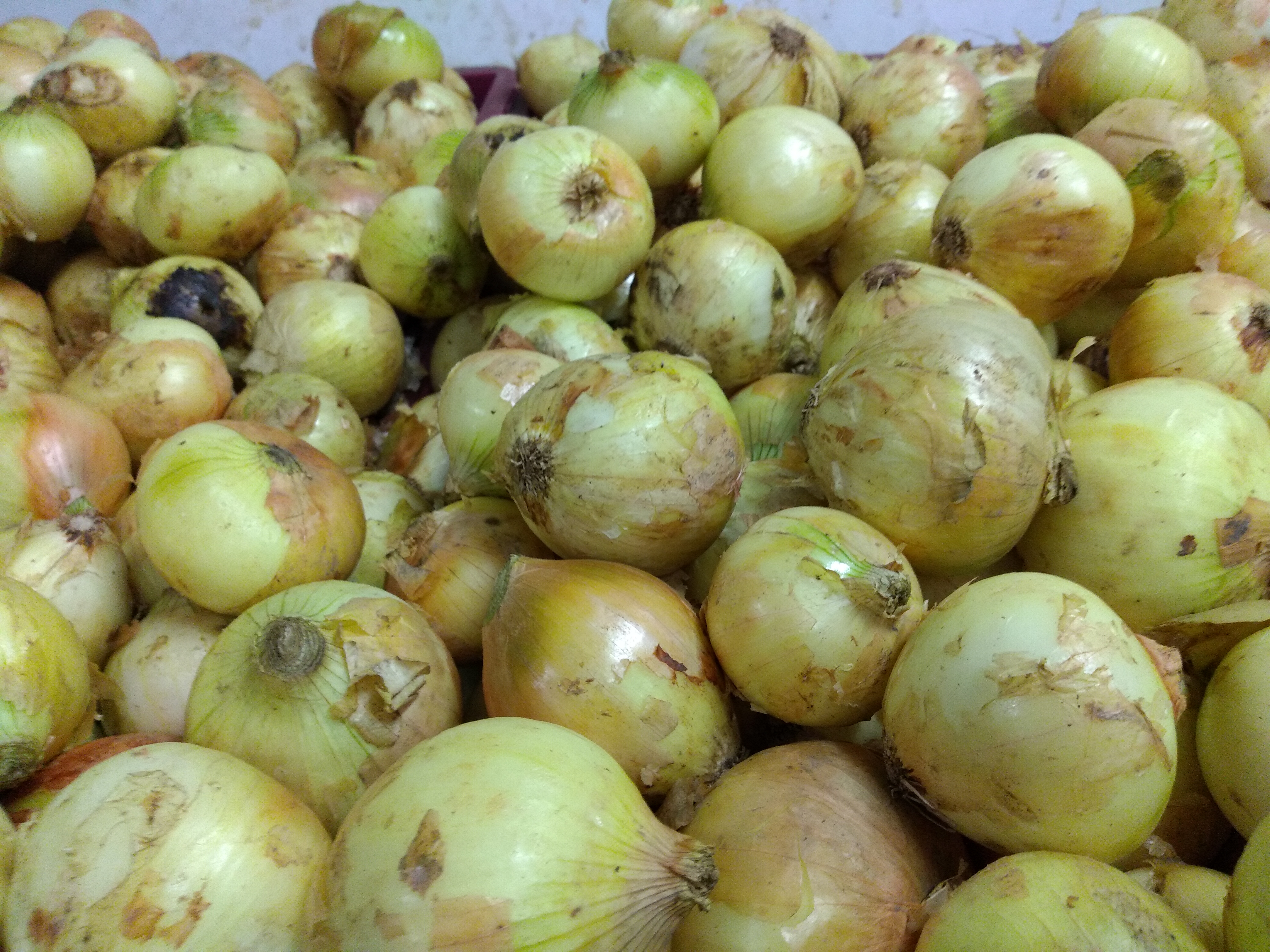 Cebolla blanca