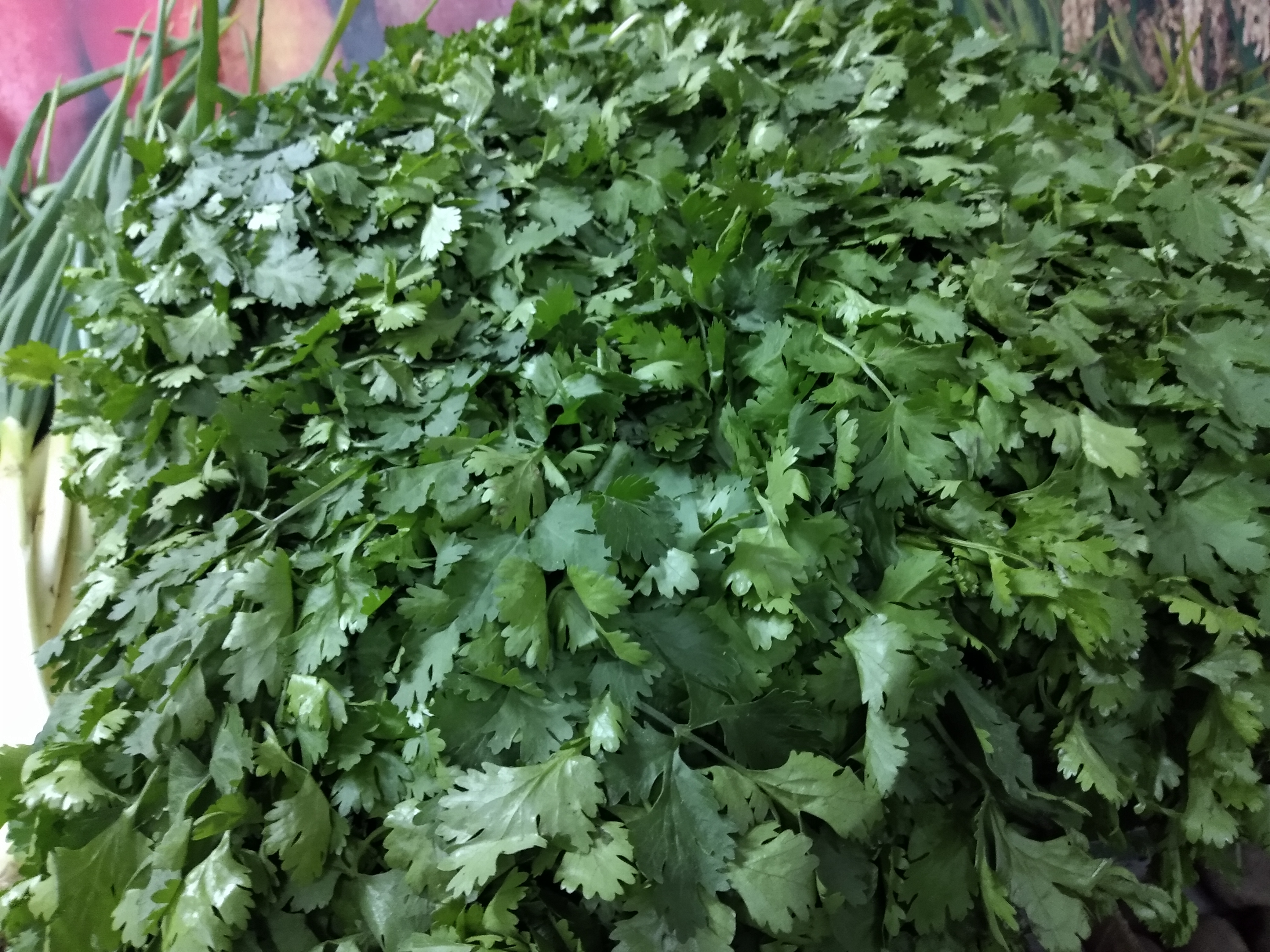 Cilantro