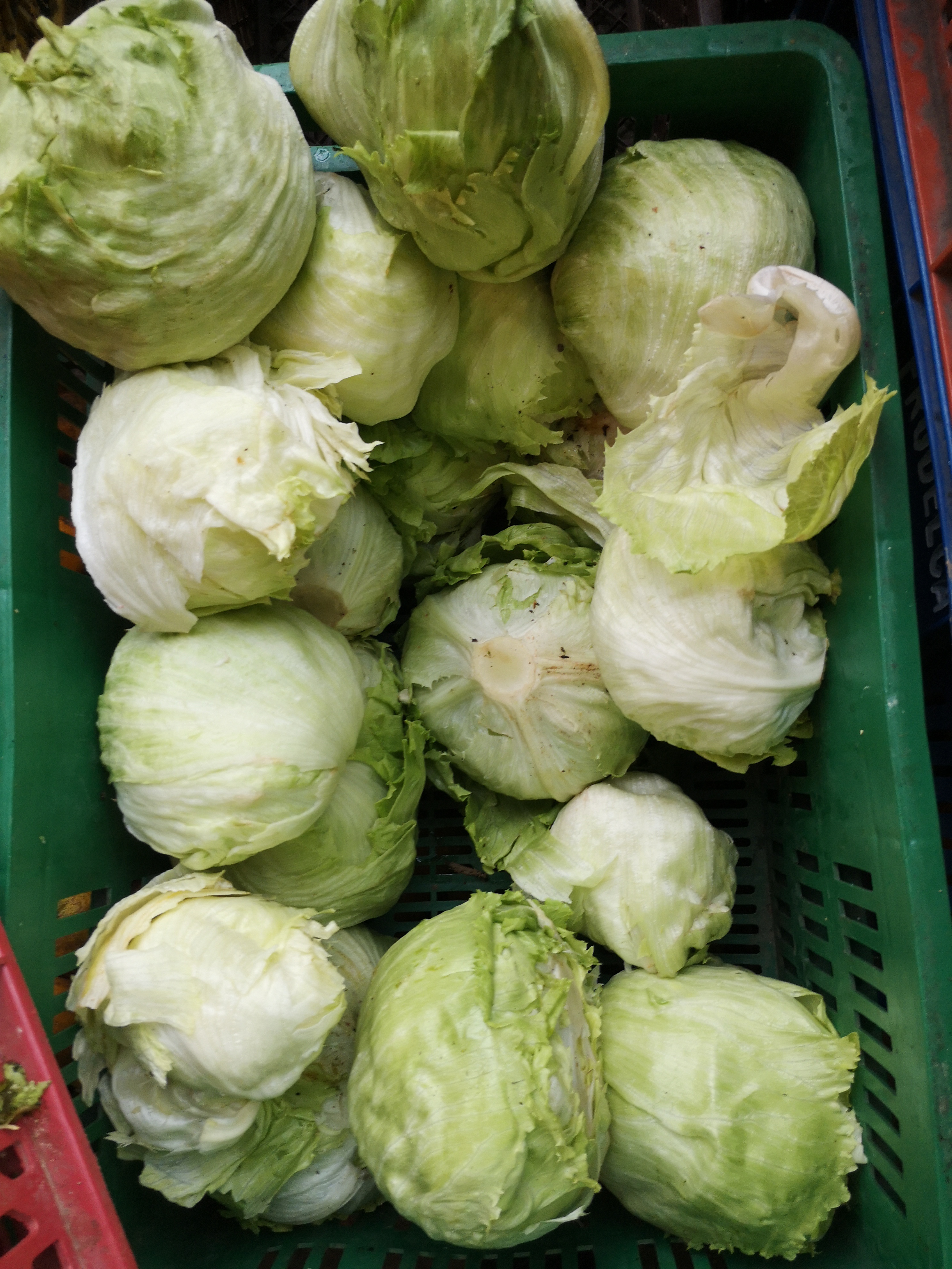 Lechuga/* 12 unidades