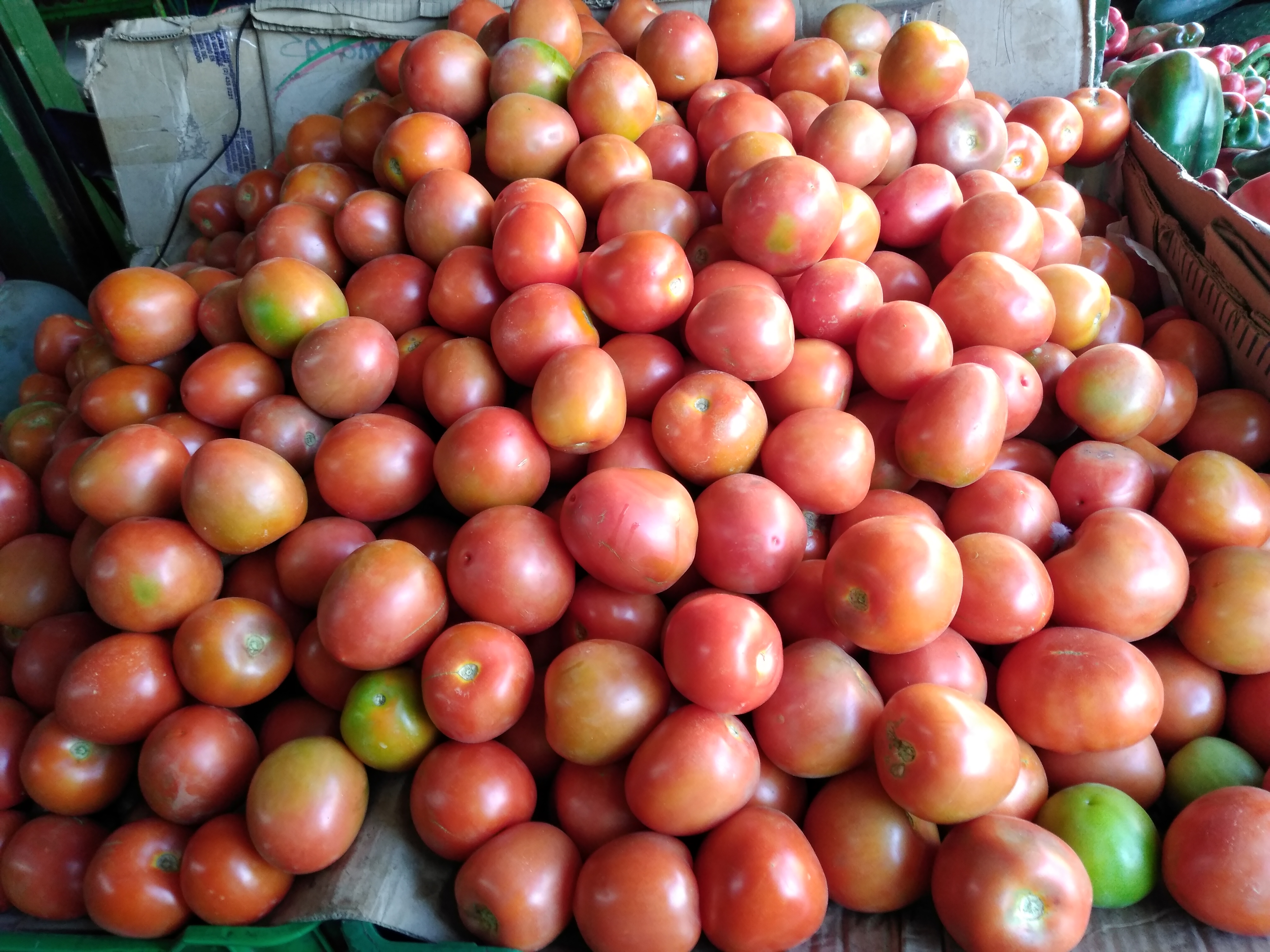 Tomate chonto