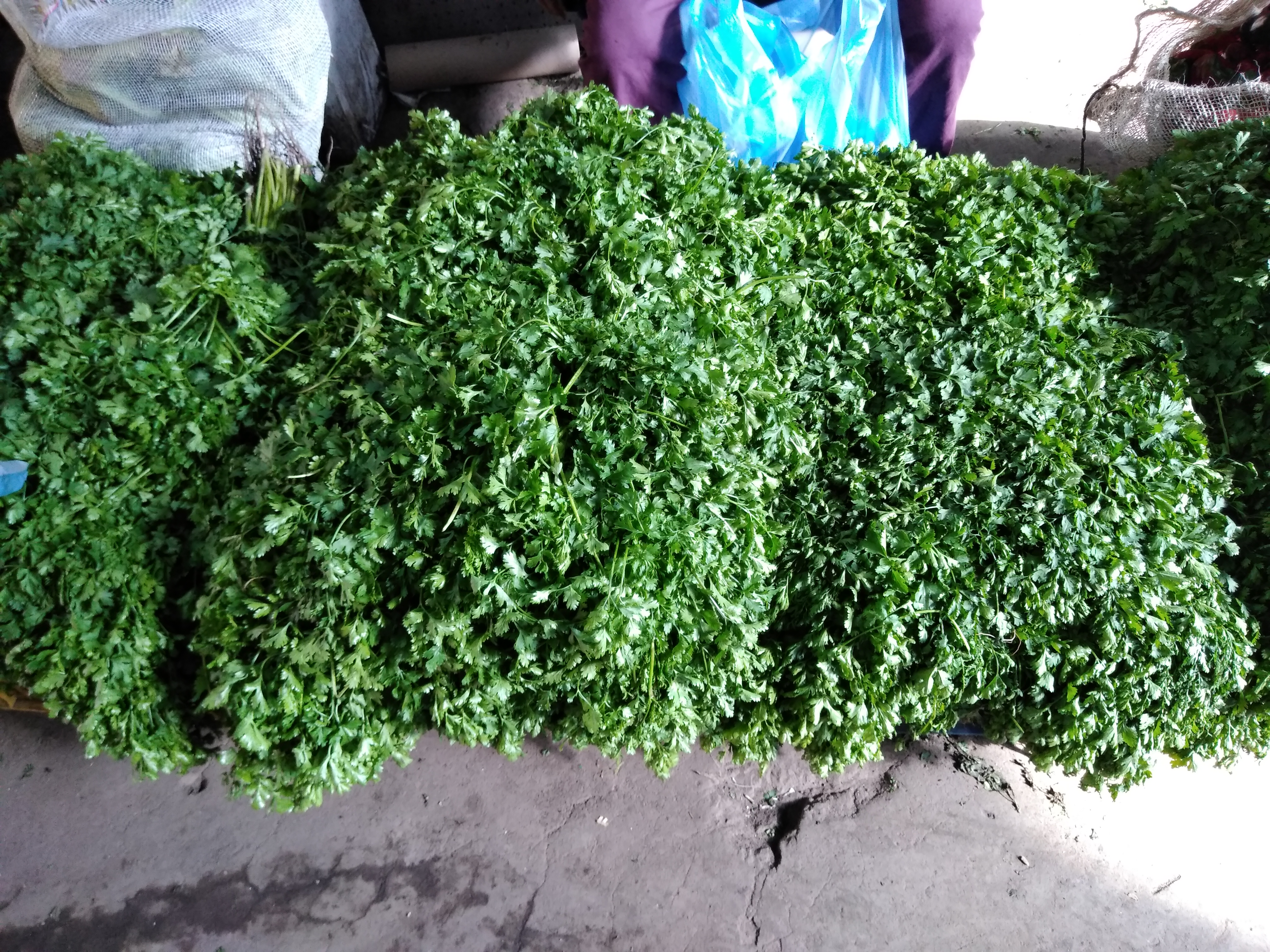 Cilantro