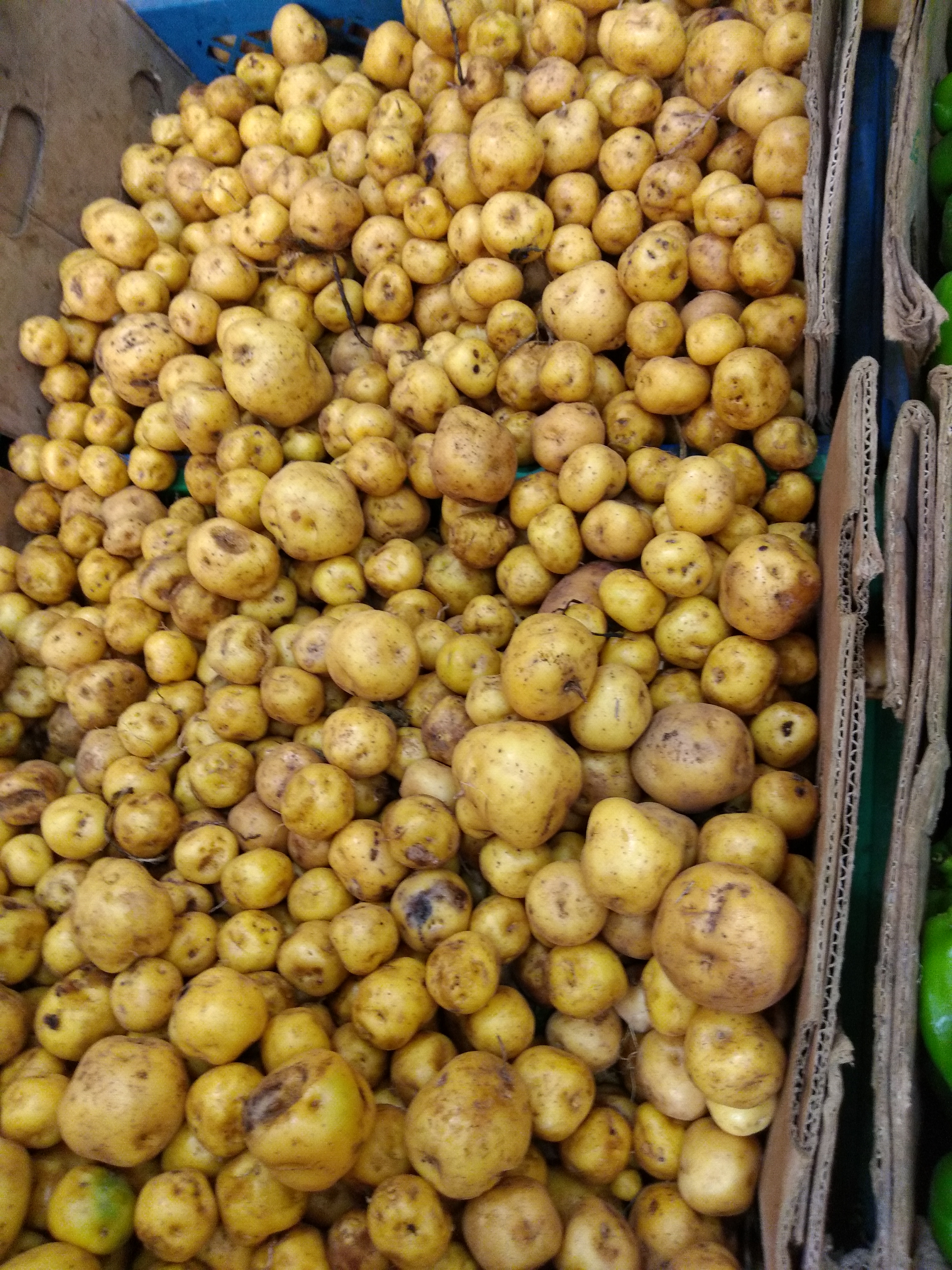 Papa criolla
