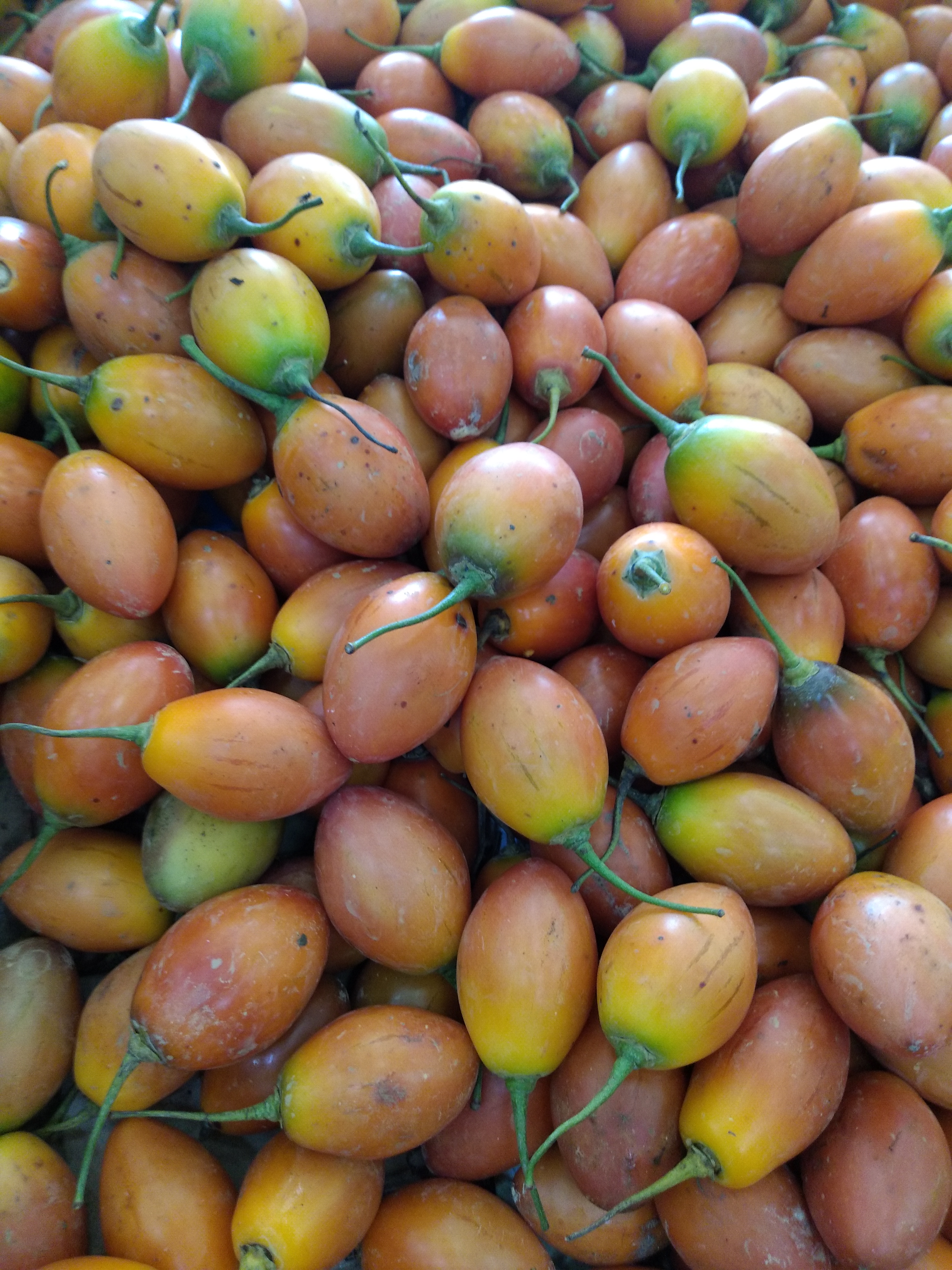Tomate de árbol
