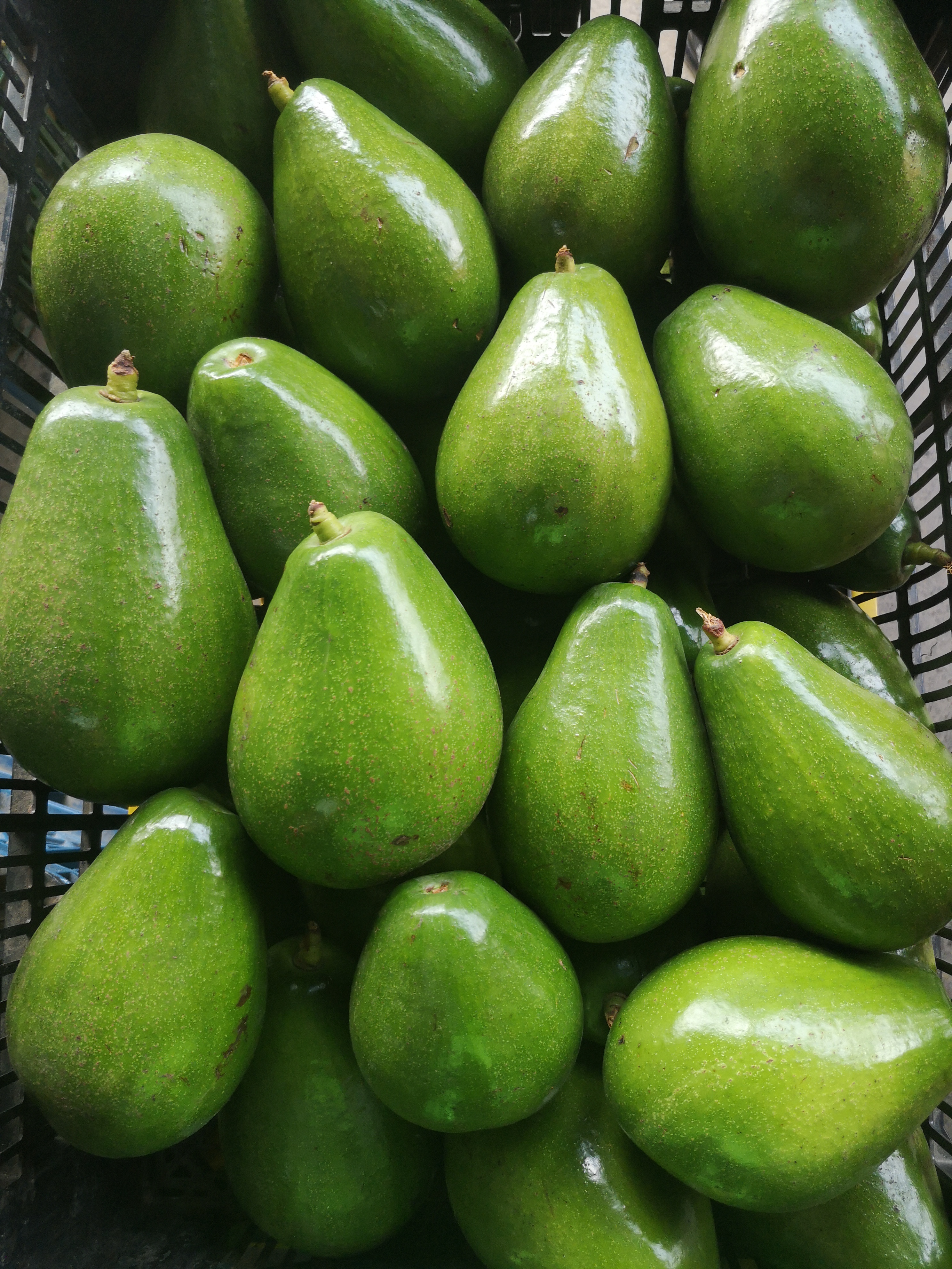 Aguacate papelillo