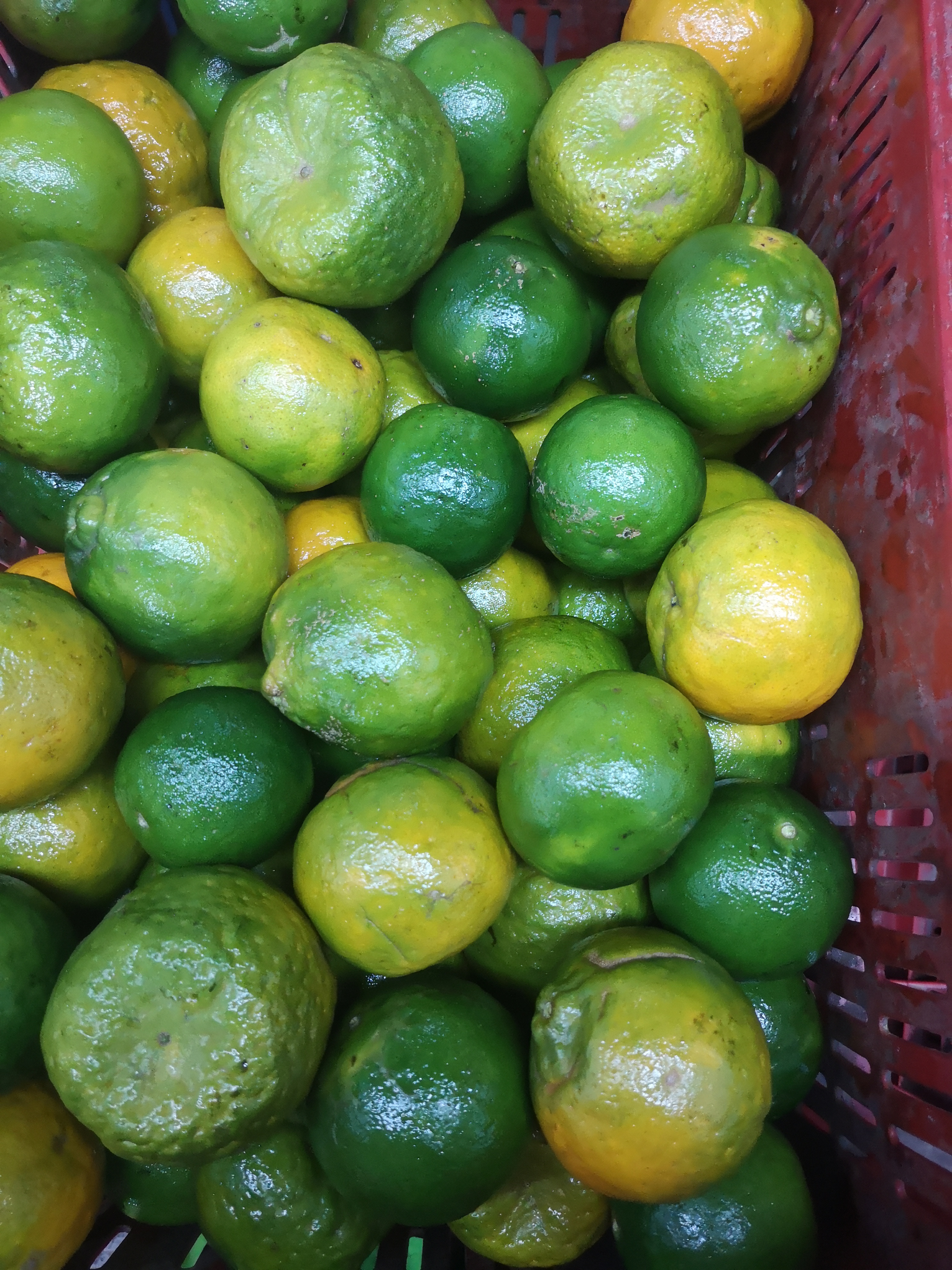 Mandarina
