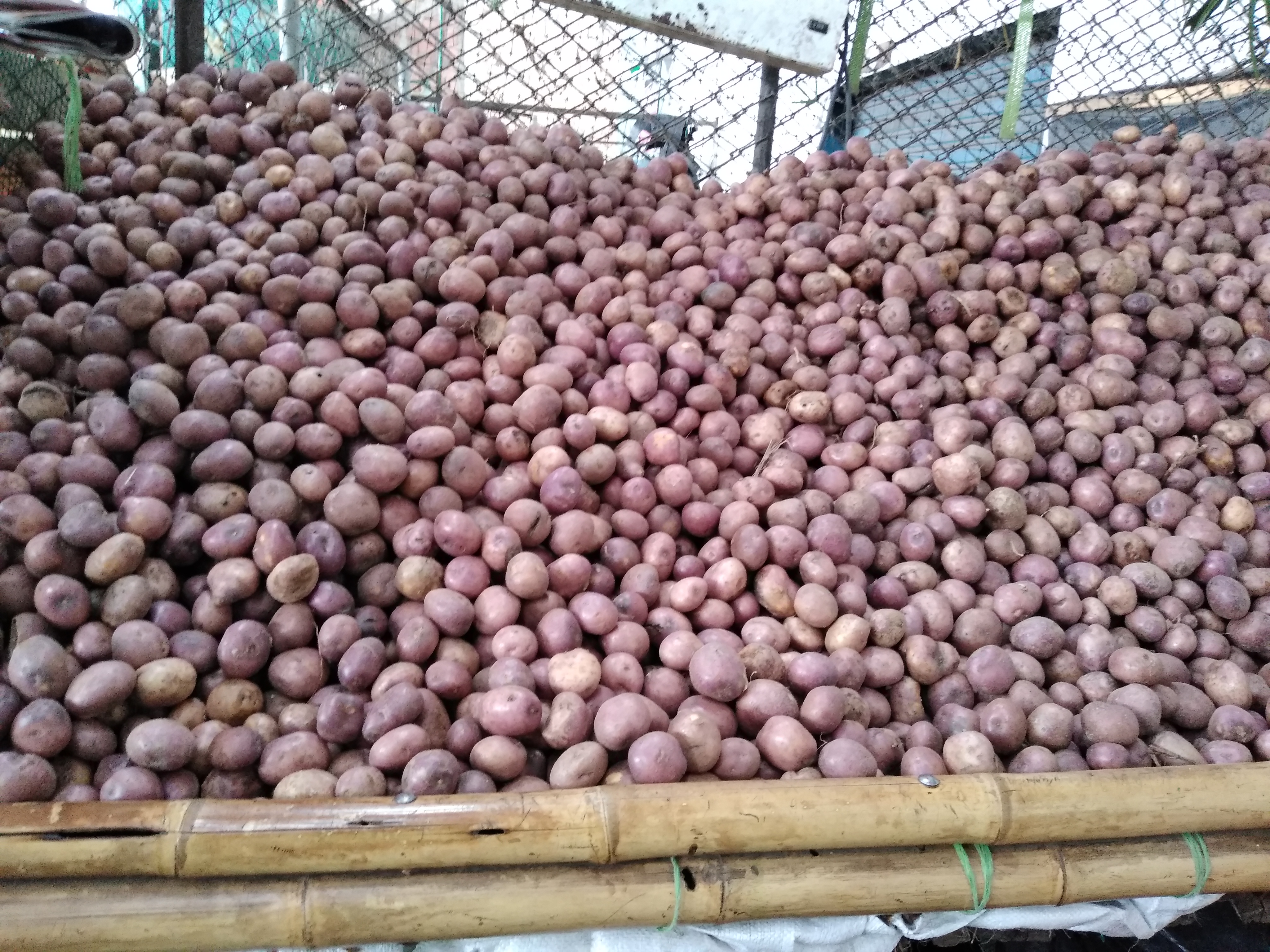Papa Capira seleccionada