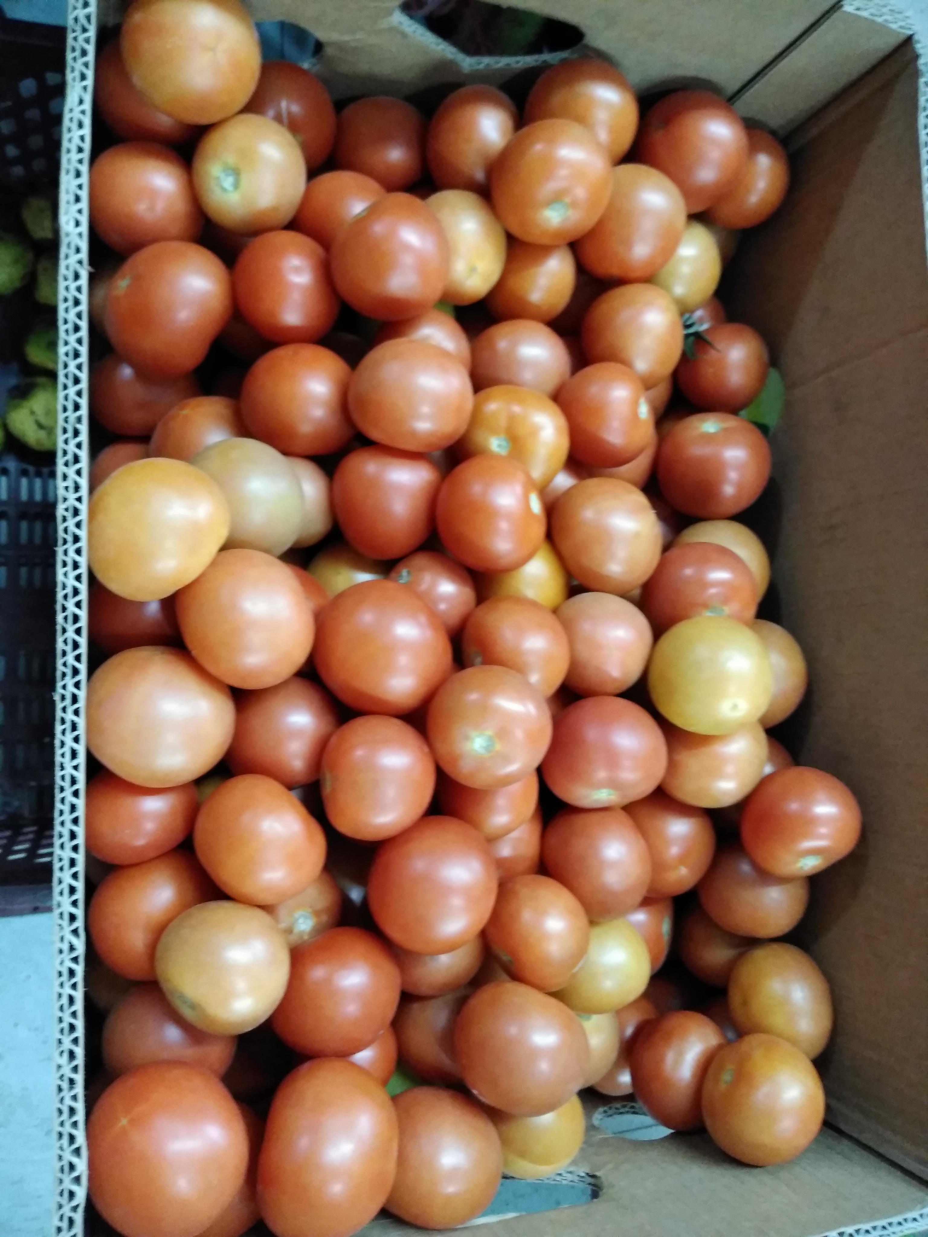 Tomate chonto
