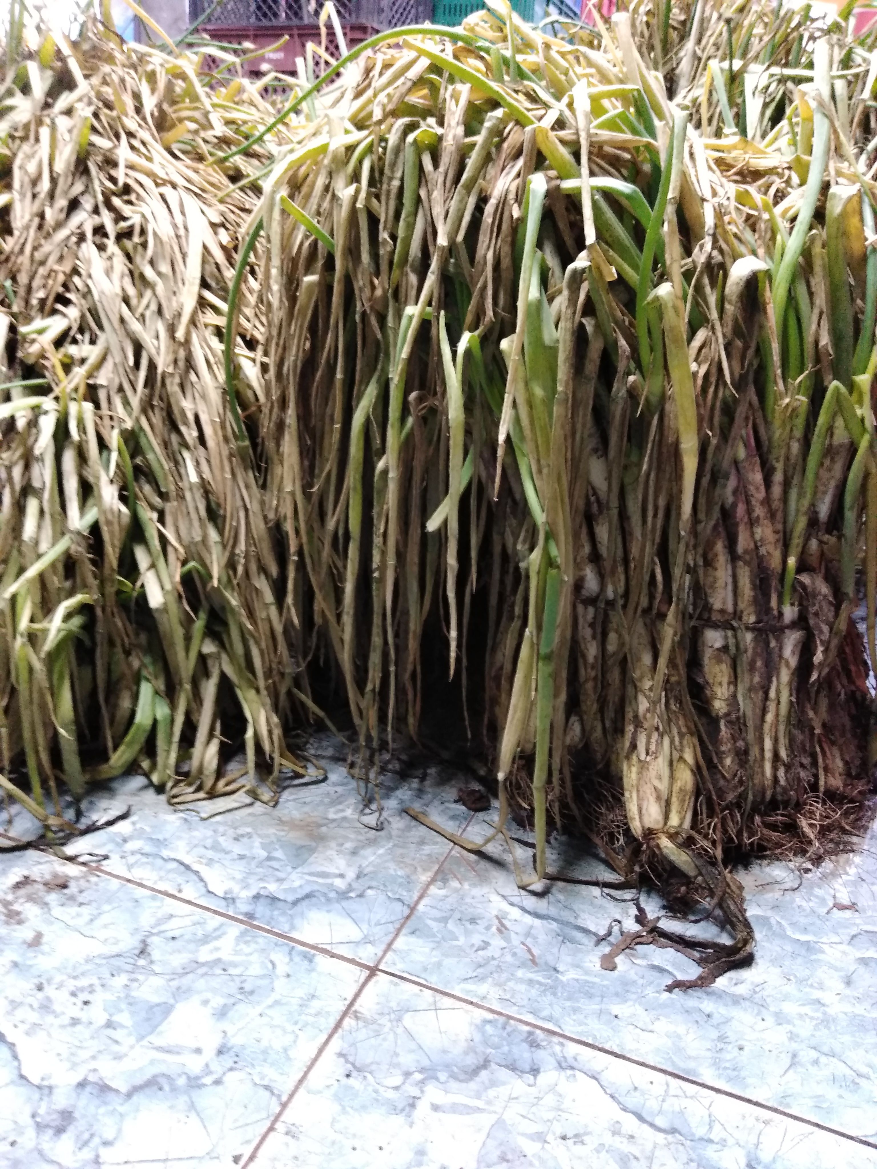 Cebolla bogotana