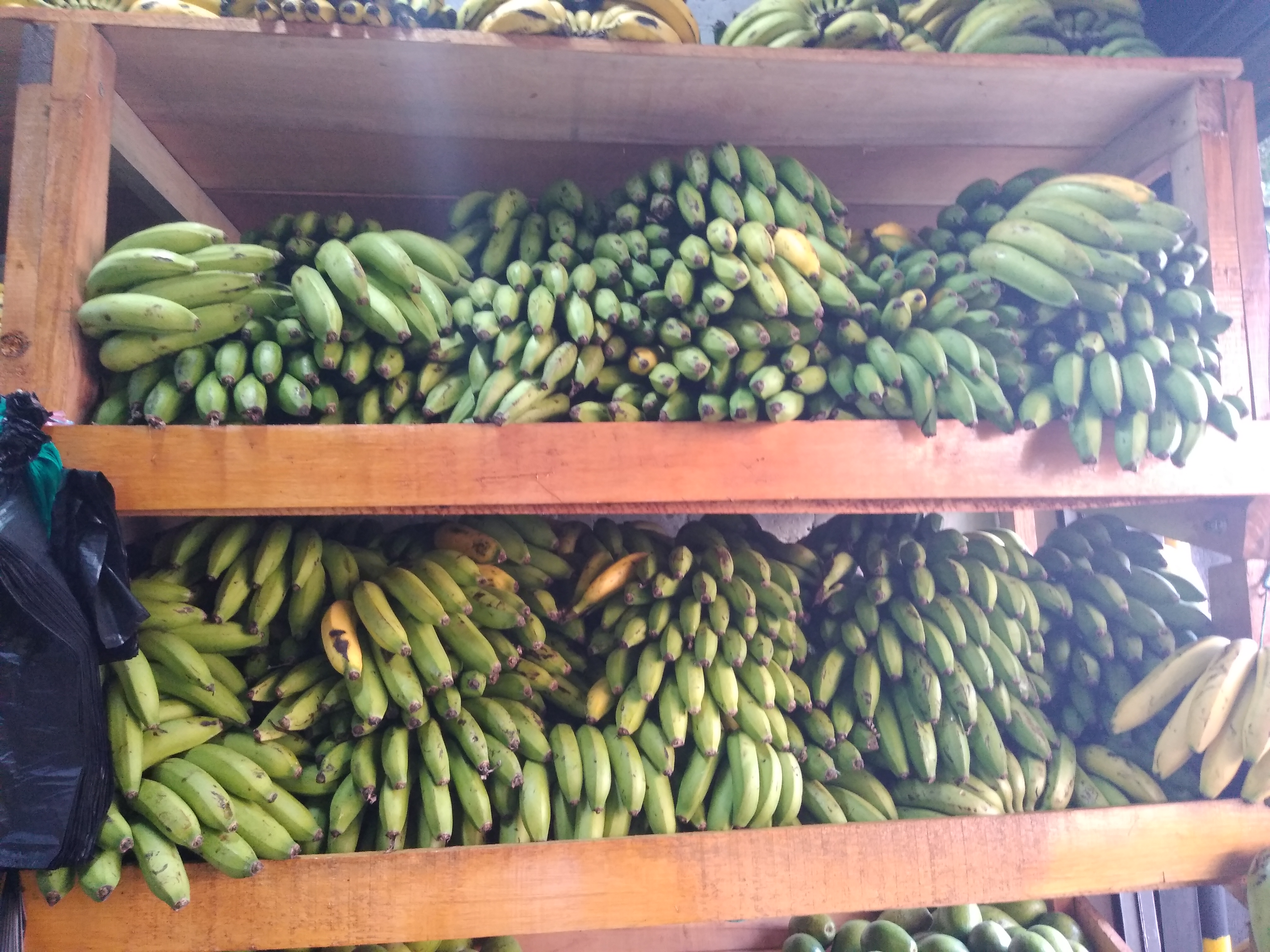 Banano criollo
