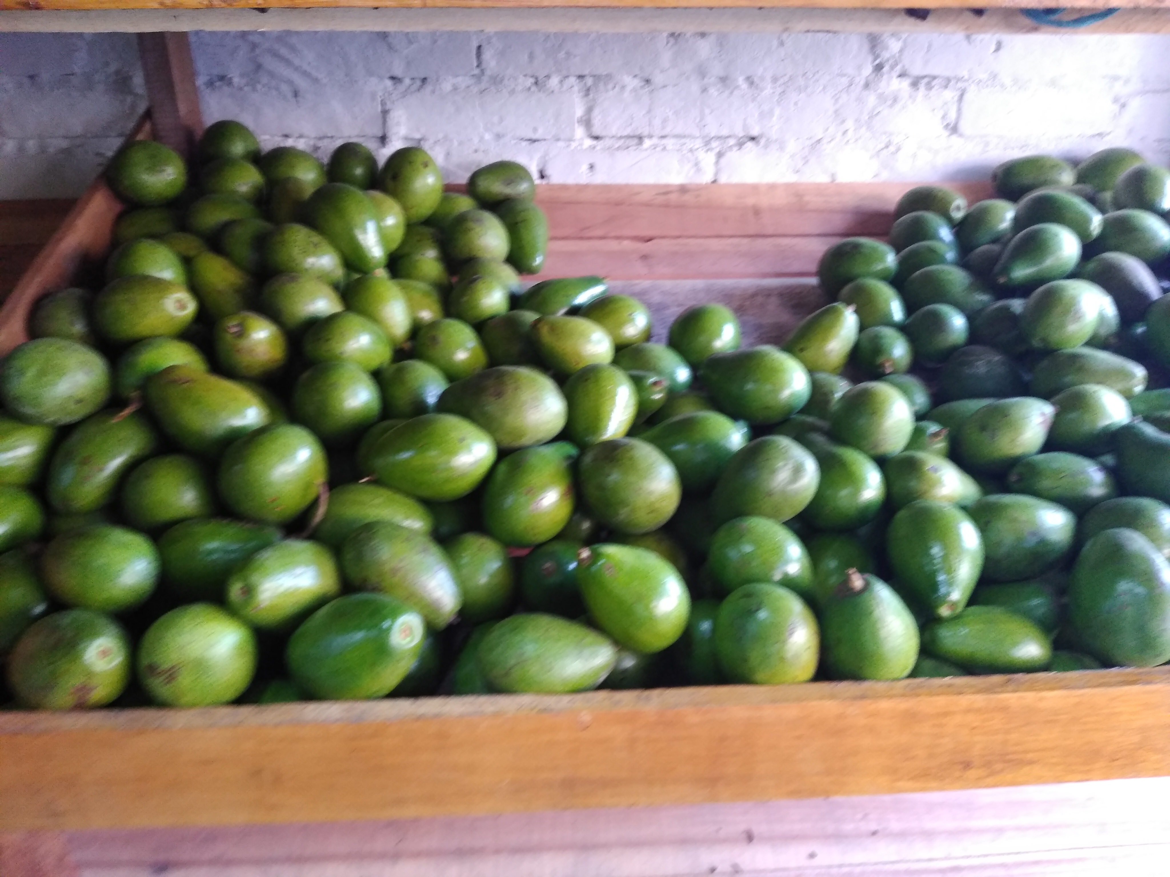 Aguacate papelillo