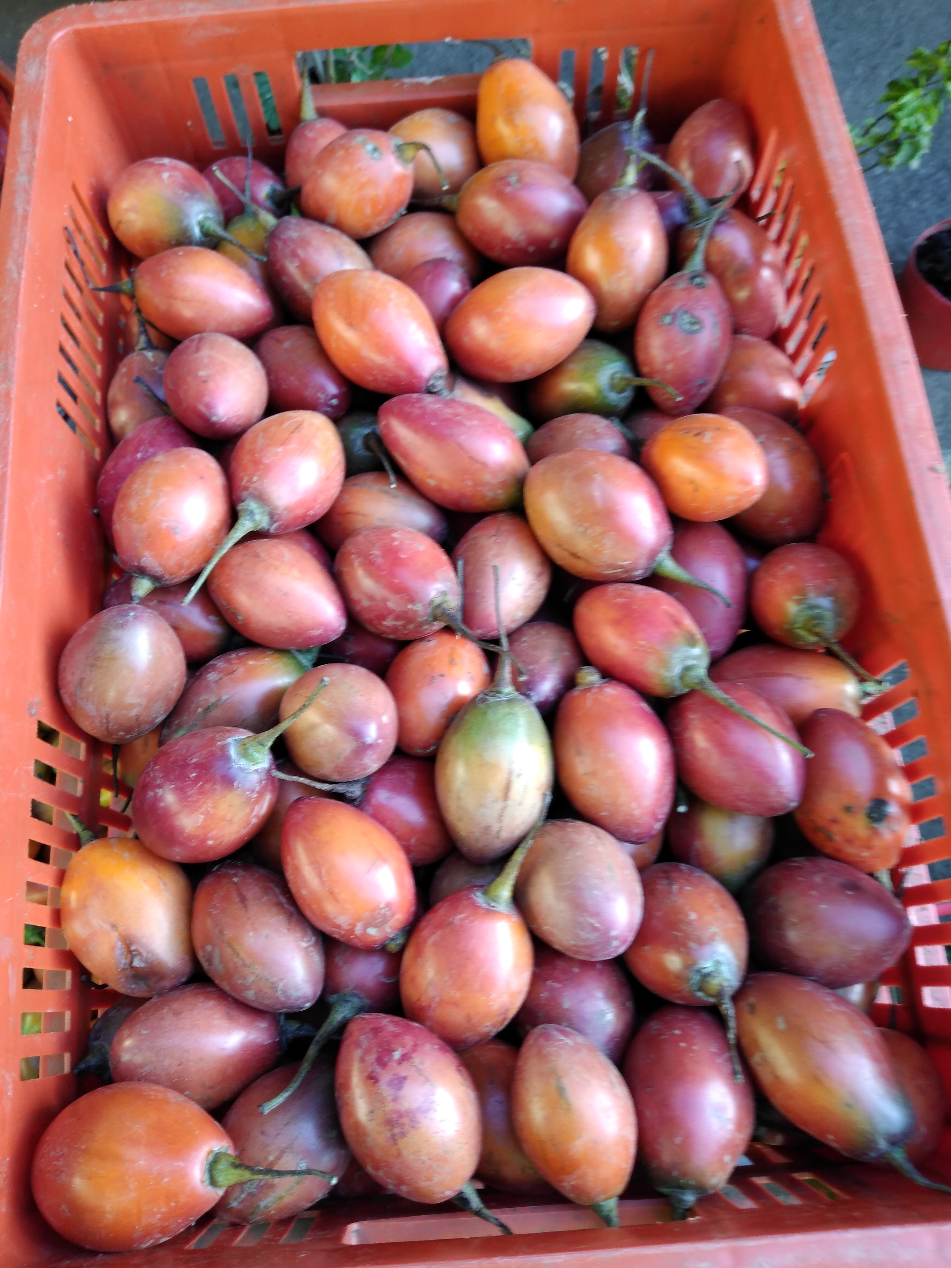 Tomate de árbol x 25 Kg