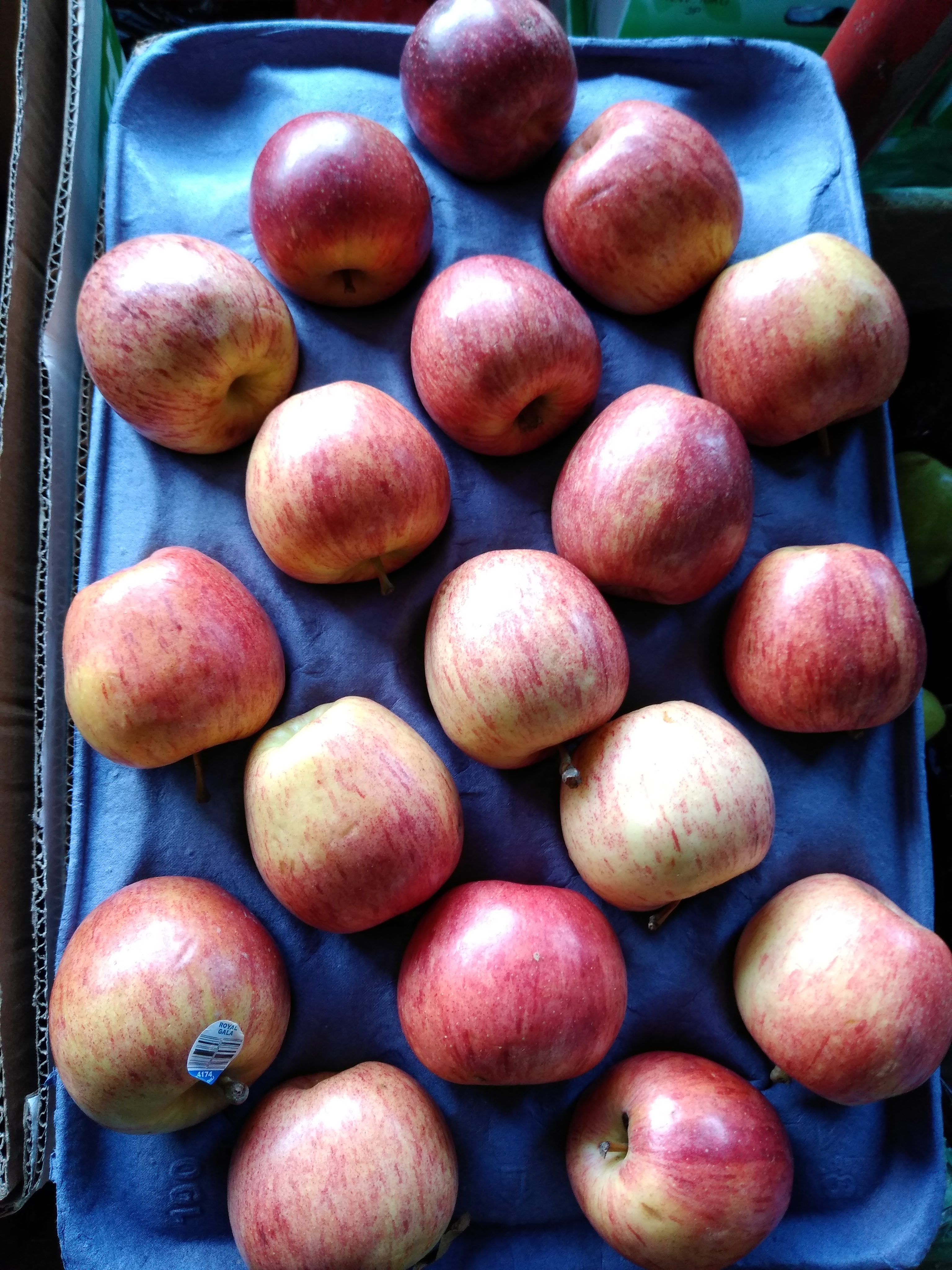 Manzana Royal gala x 20 Kg