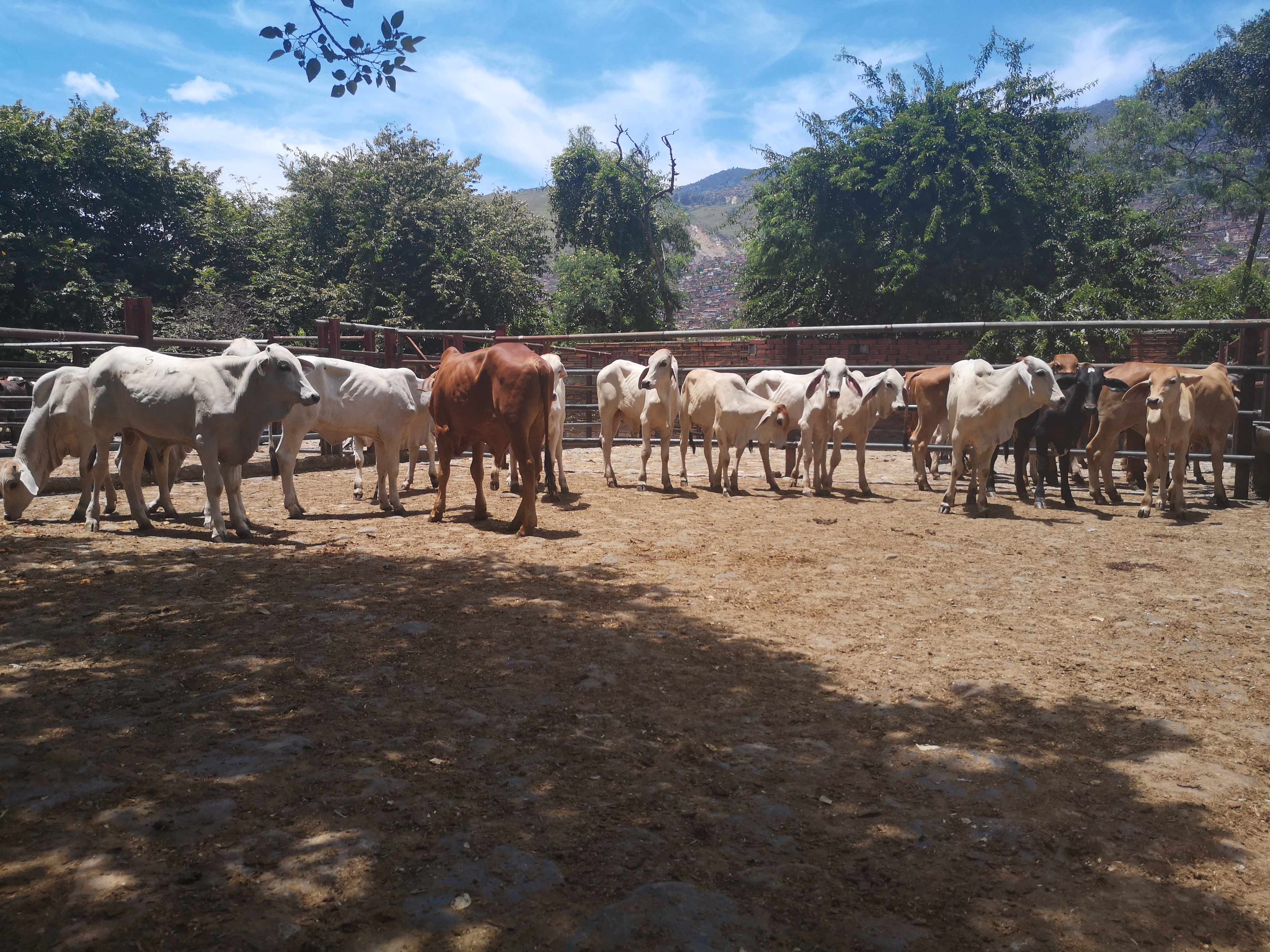 Lote de Machos y hembras de Levante /150kg aprox