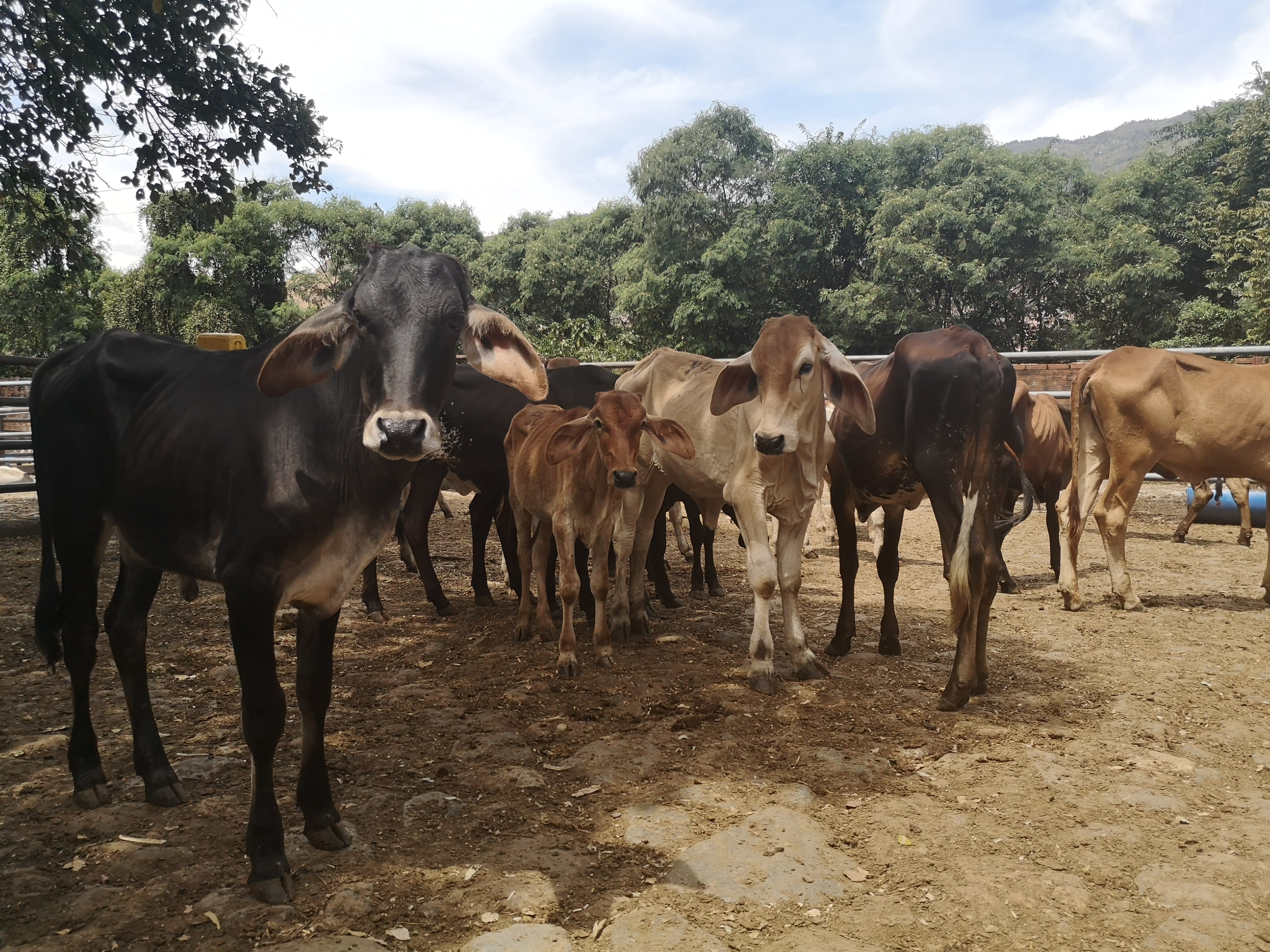 Lote de hembras y Machos de Levante /130kg