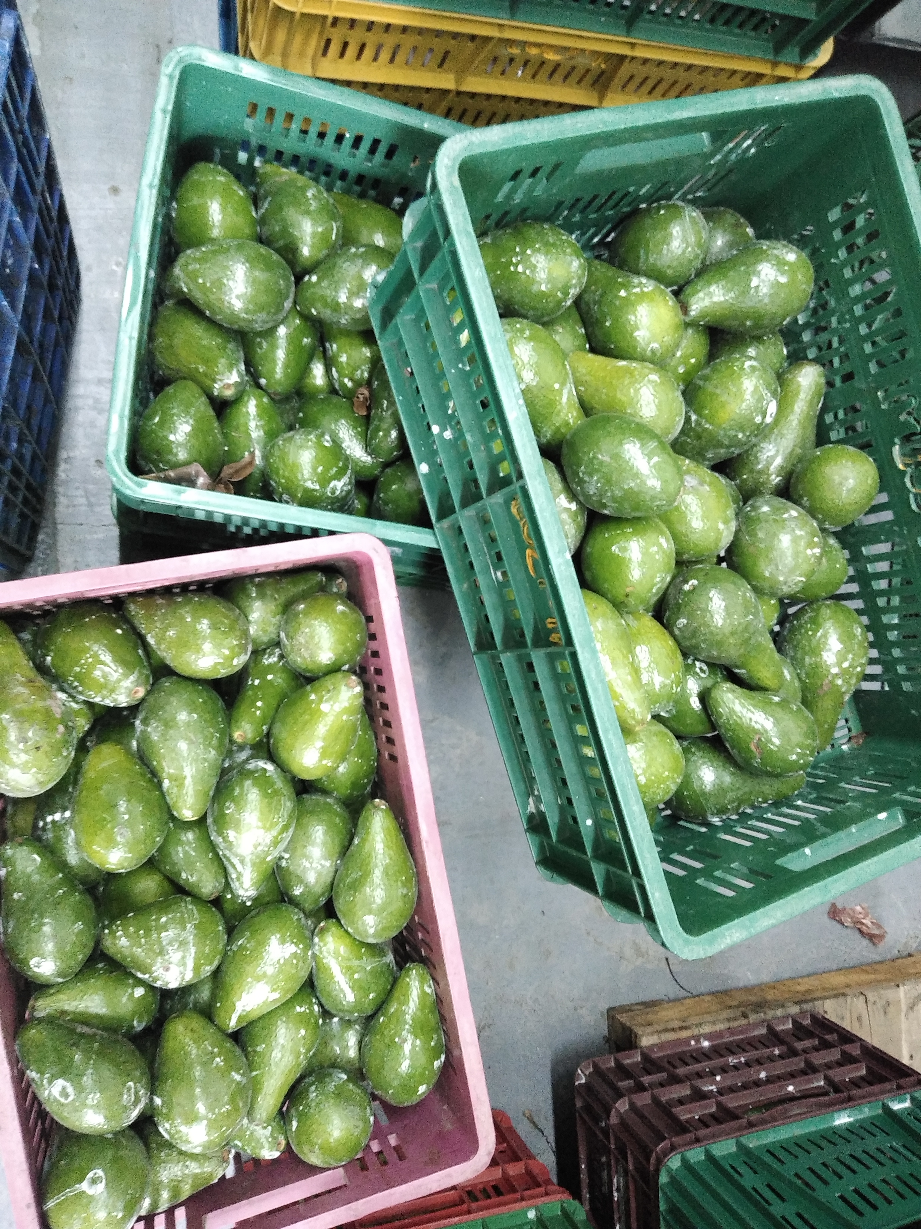 Aguacate Santana
