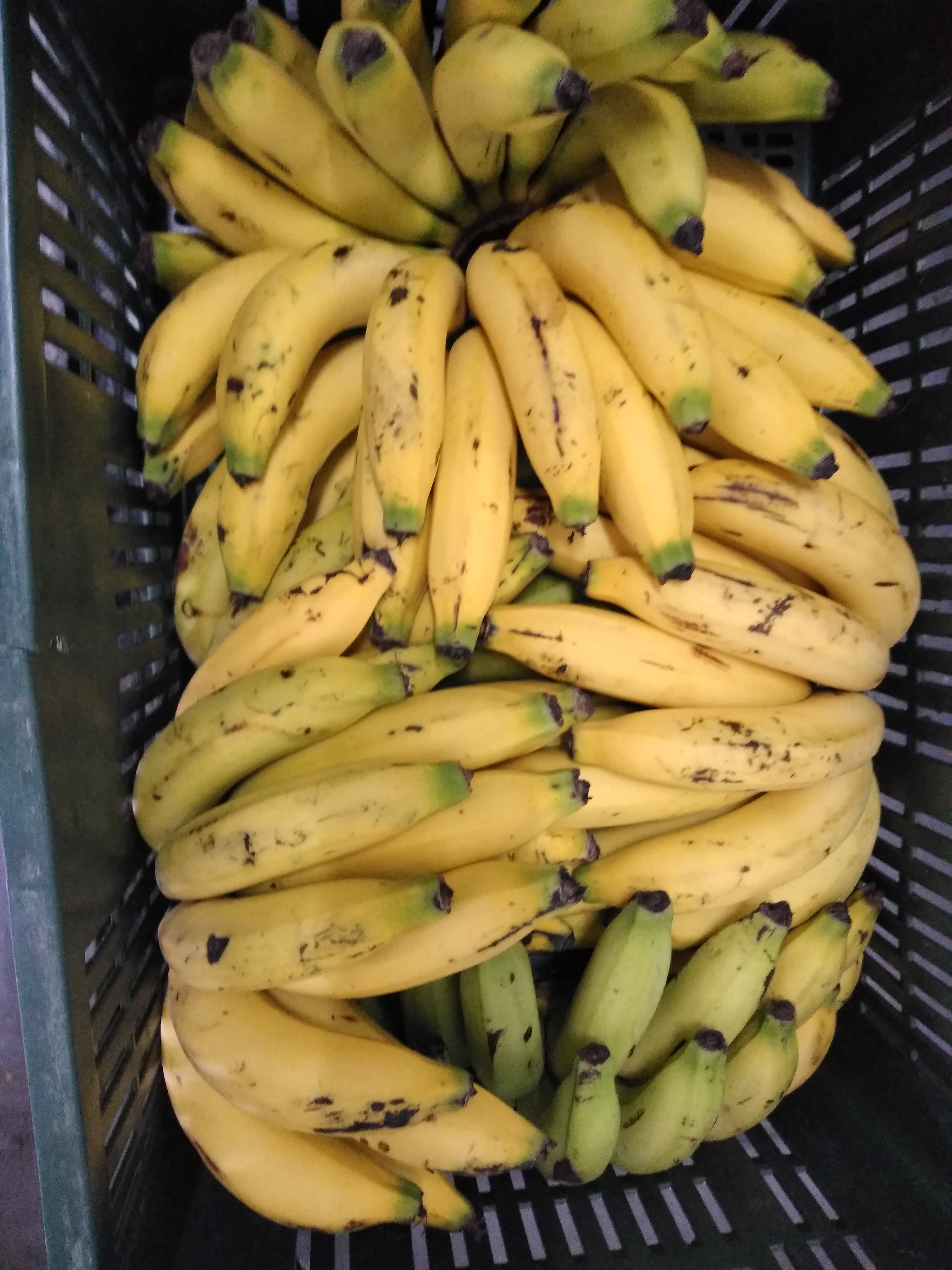 Banano criollo