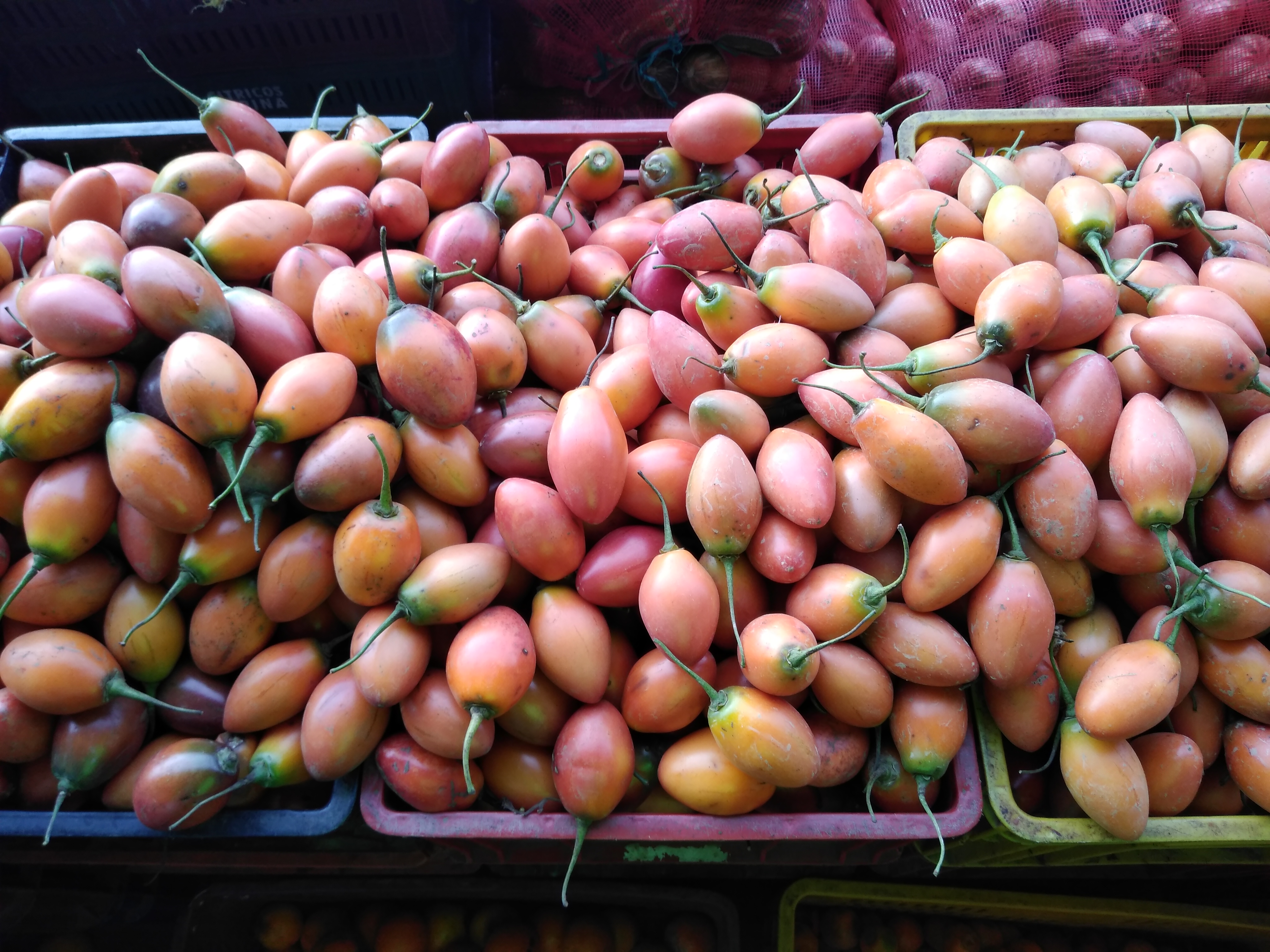 Tomate árbol