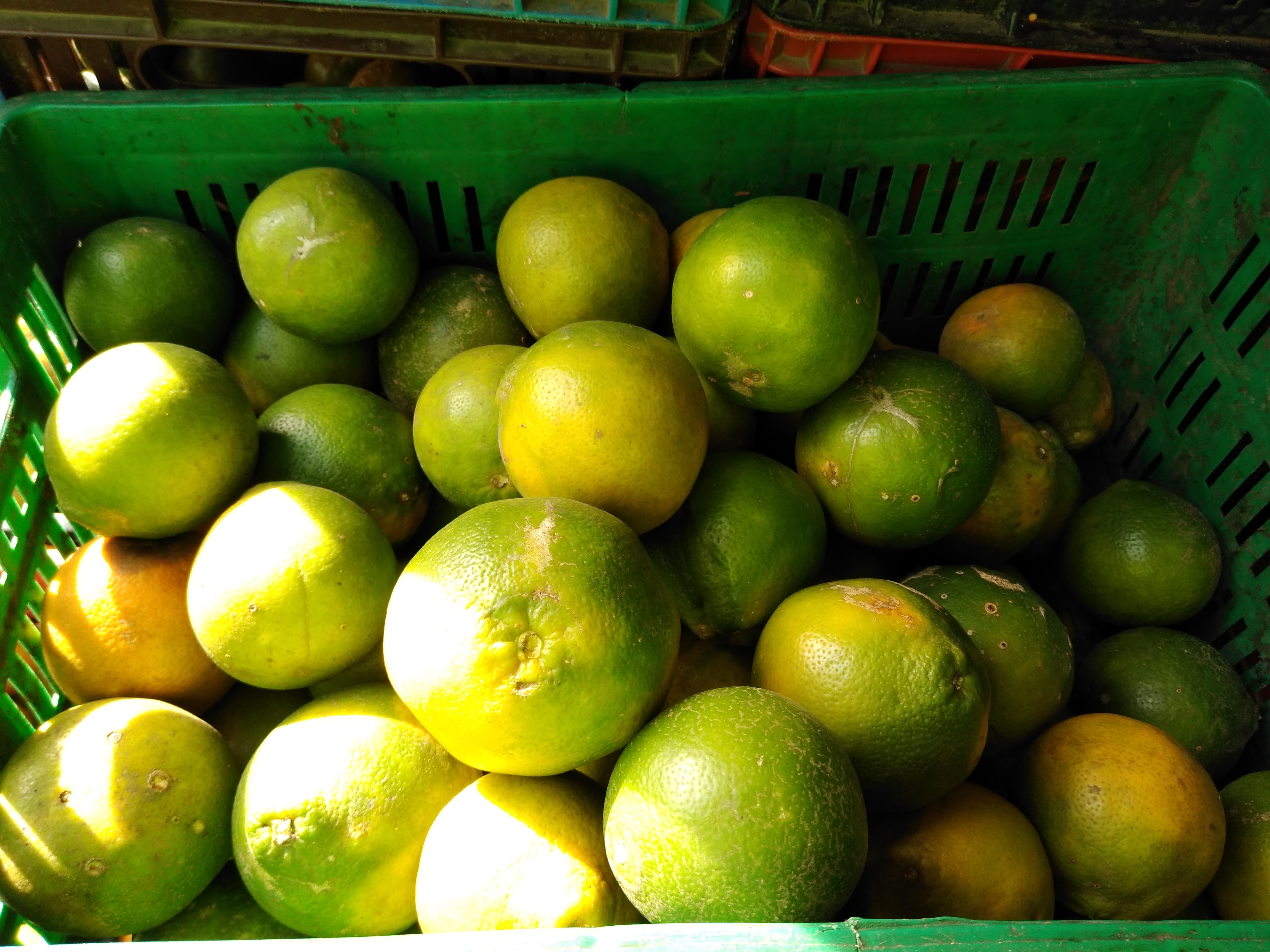 Naranja Tangelo