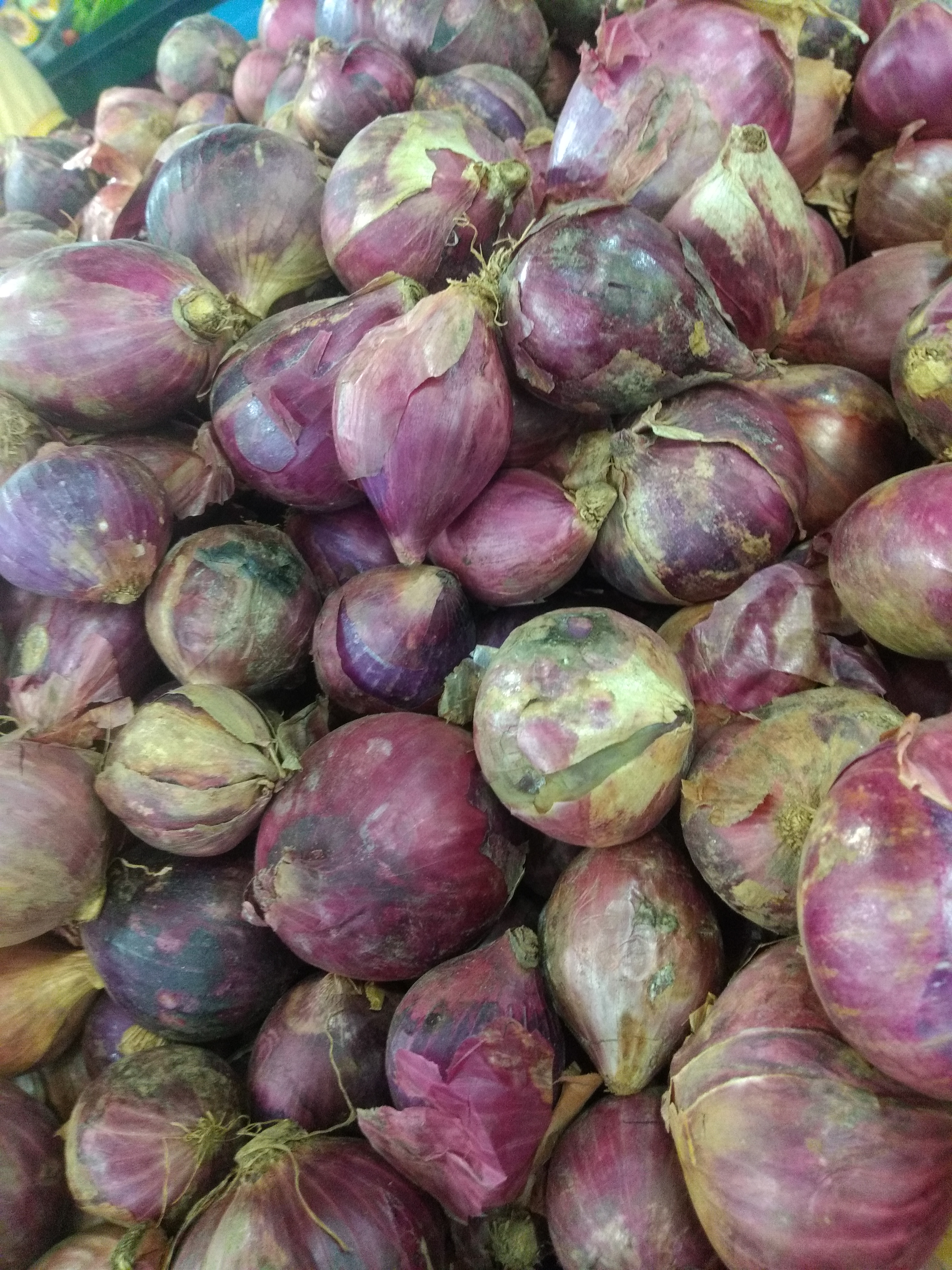 Cebolla