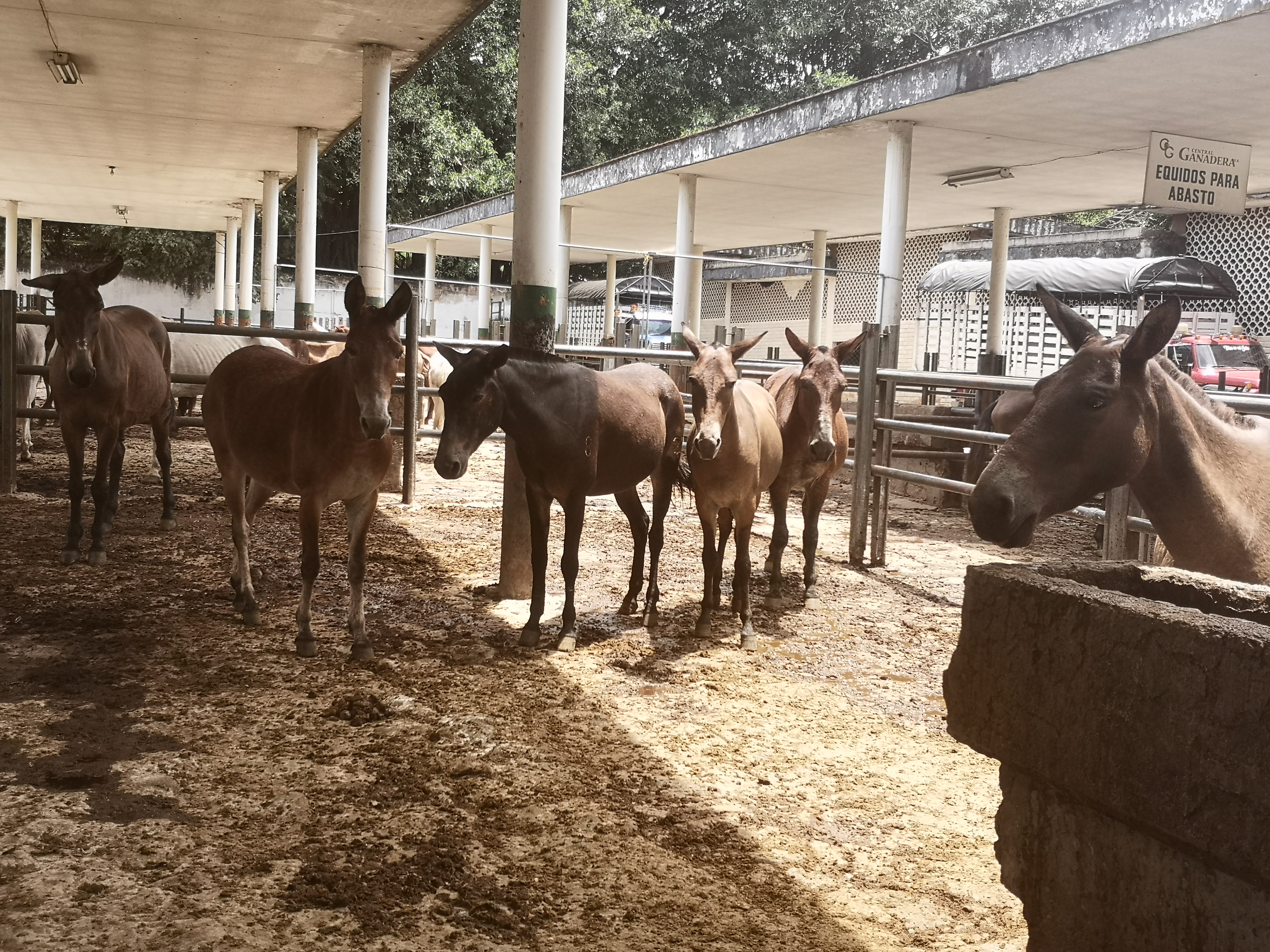 Muletos de Trabajo