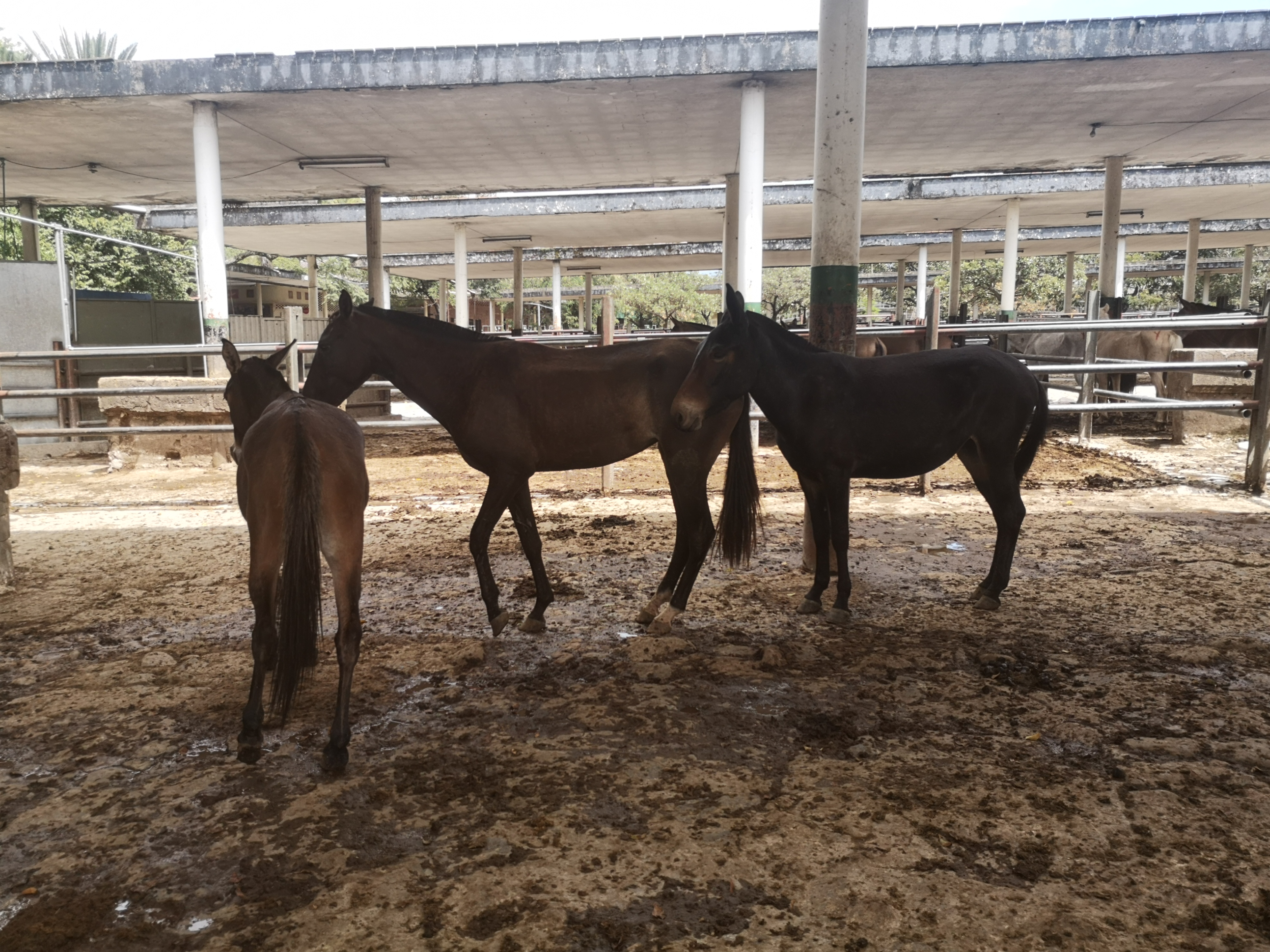 Mulas  y caballo de Trabajo