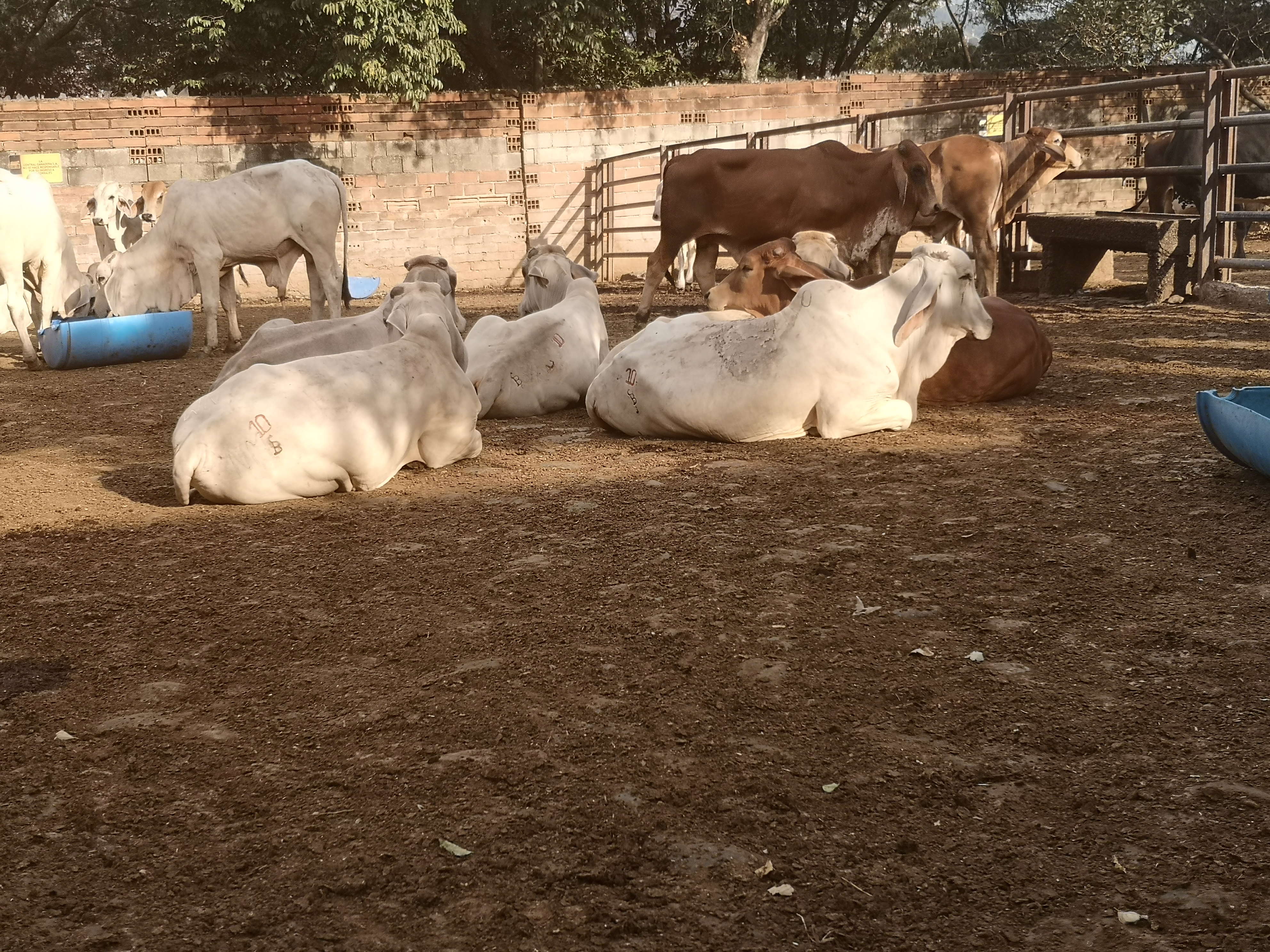 Machos de Levante