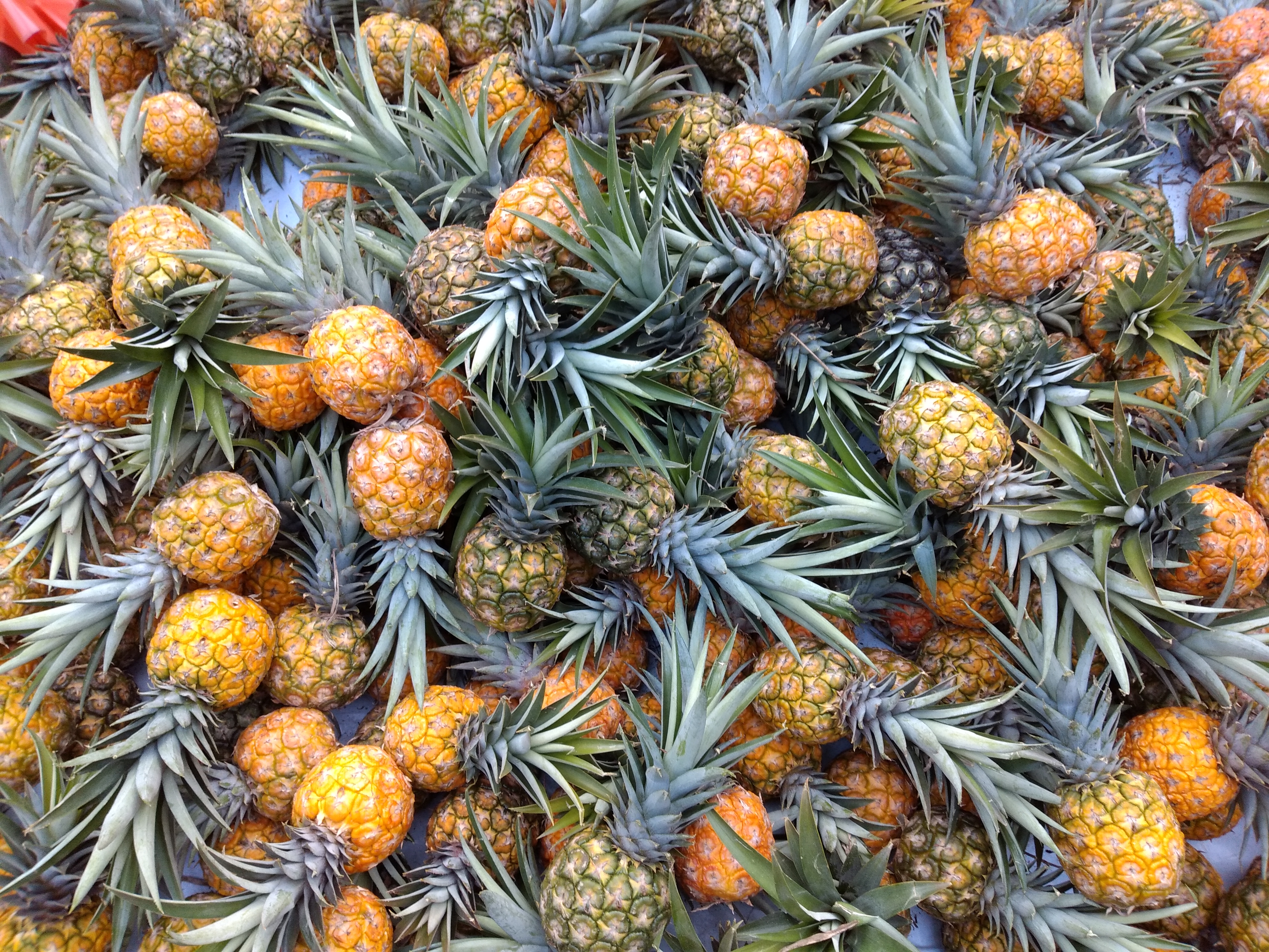 Piña pipo