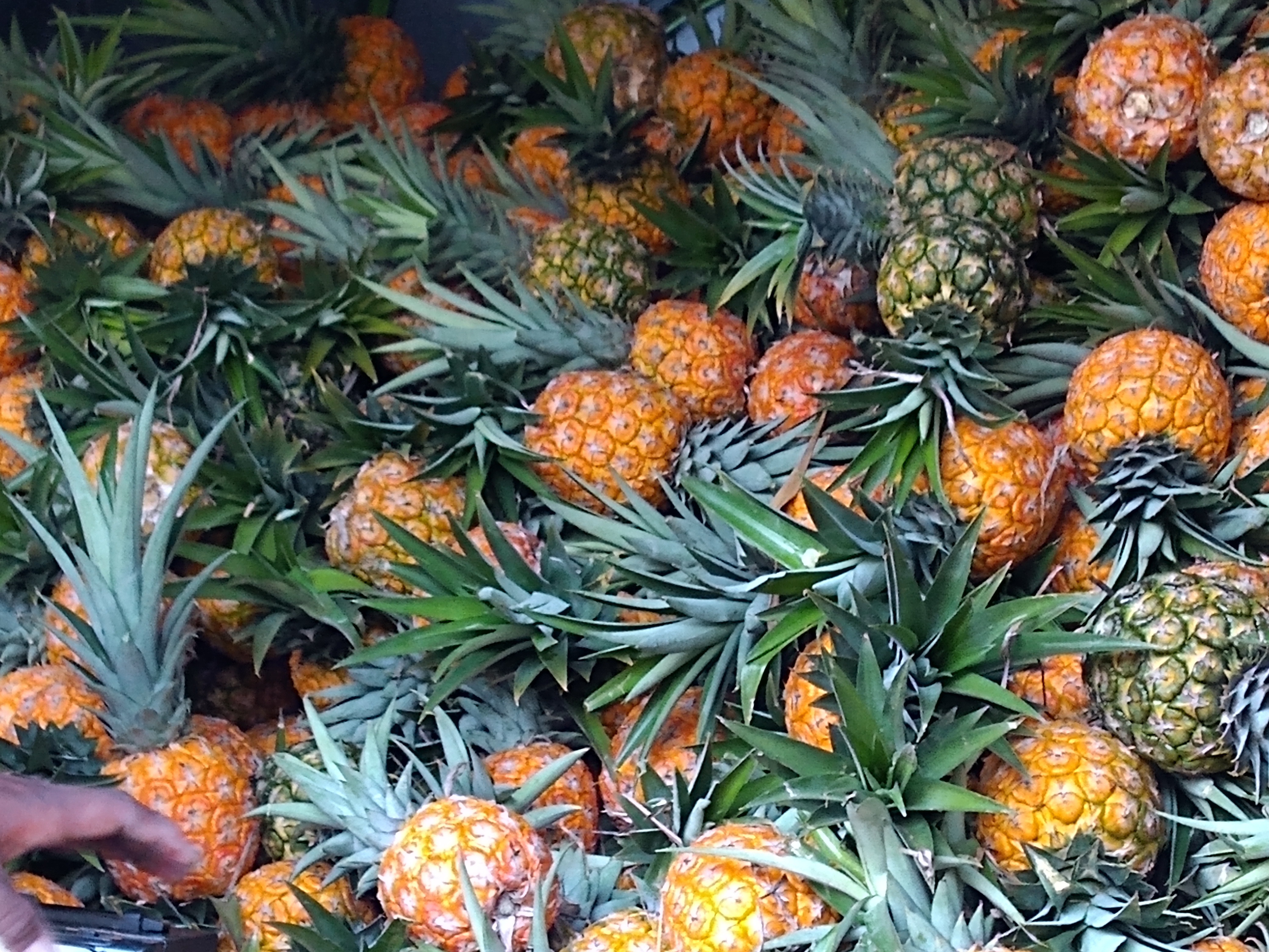 Piña oro miel