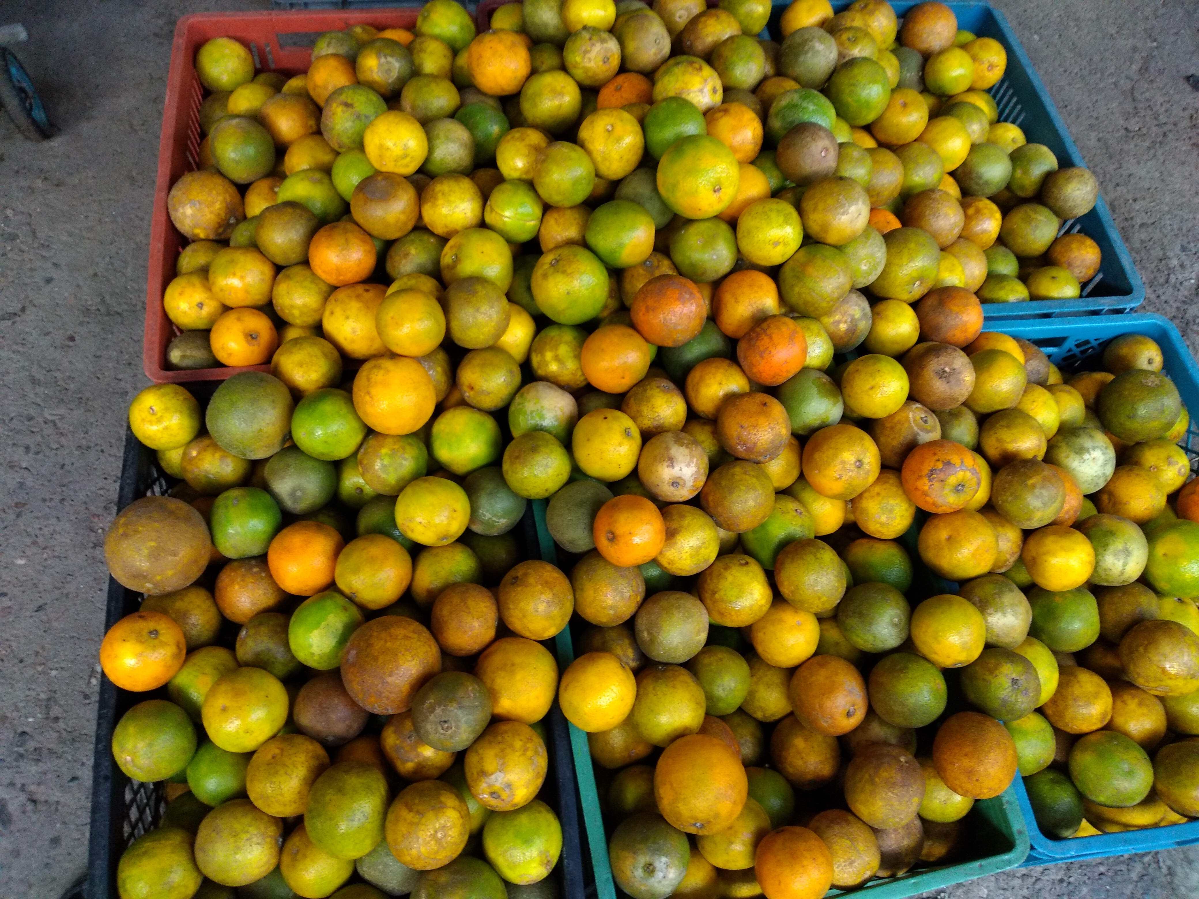 Naranja quindeana