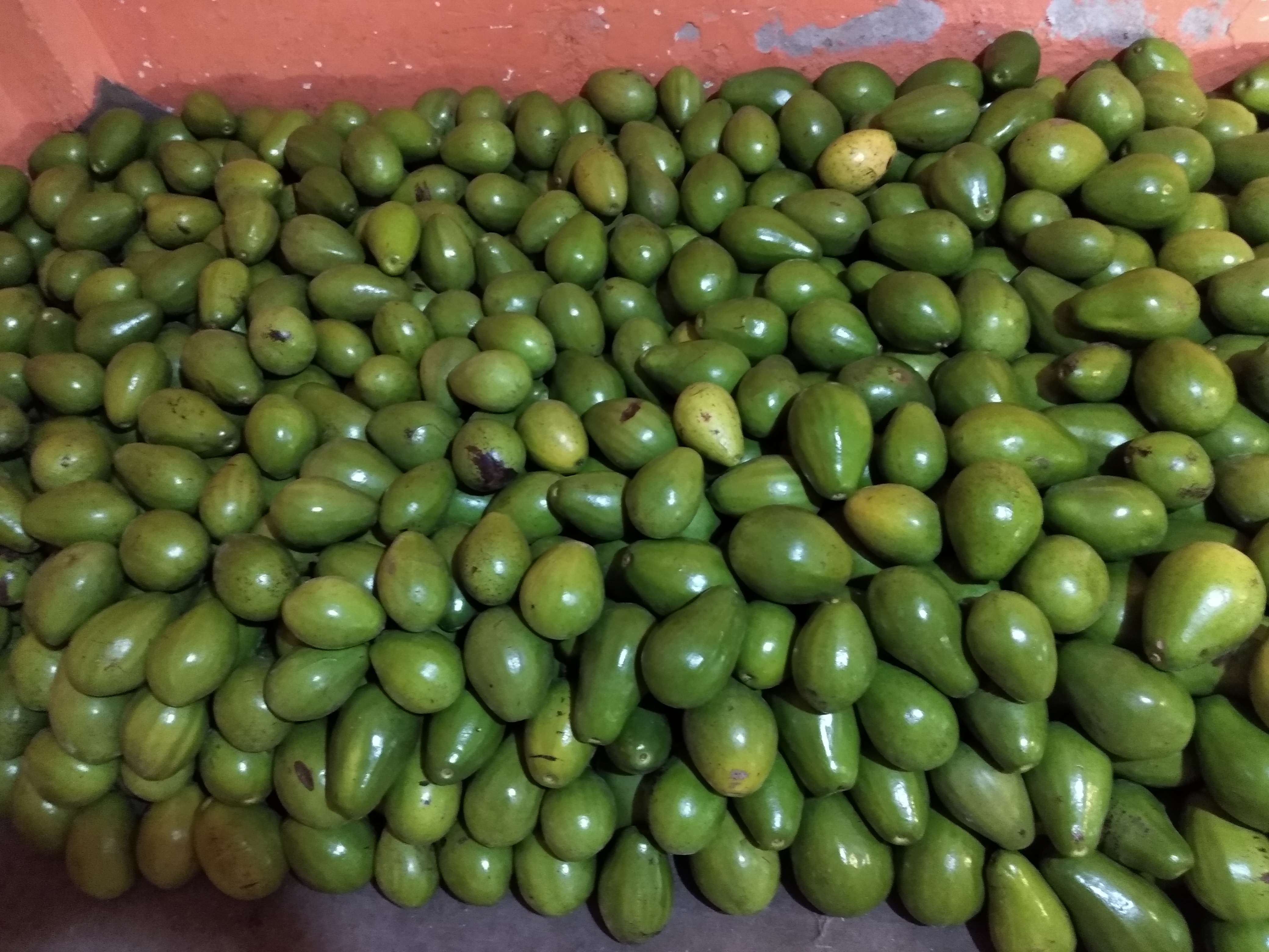 Aguacate papelillo