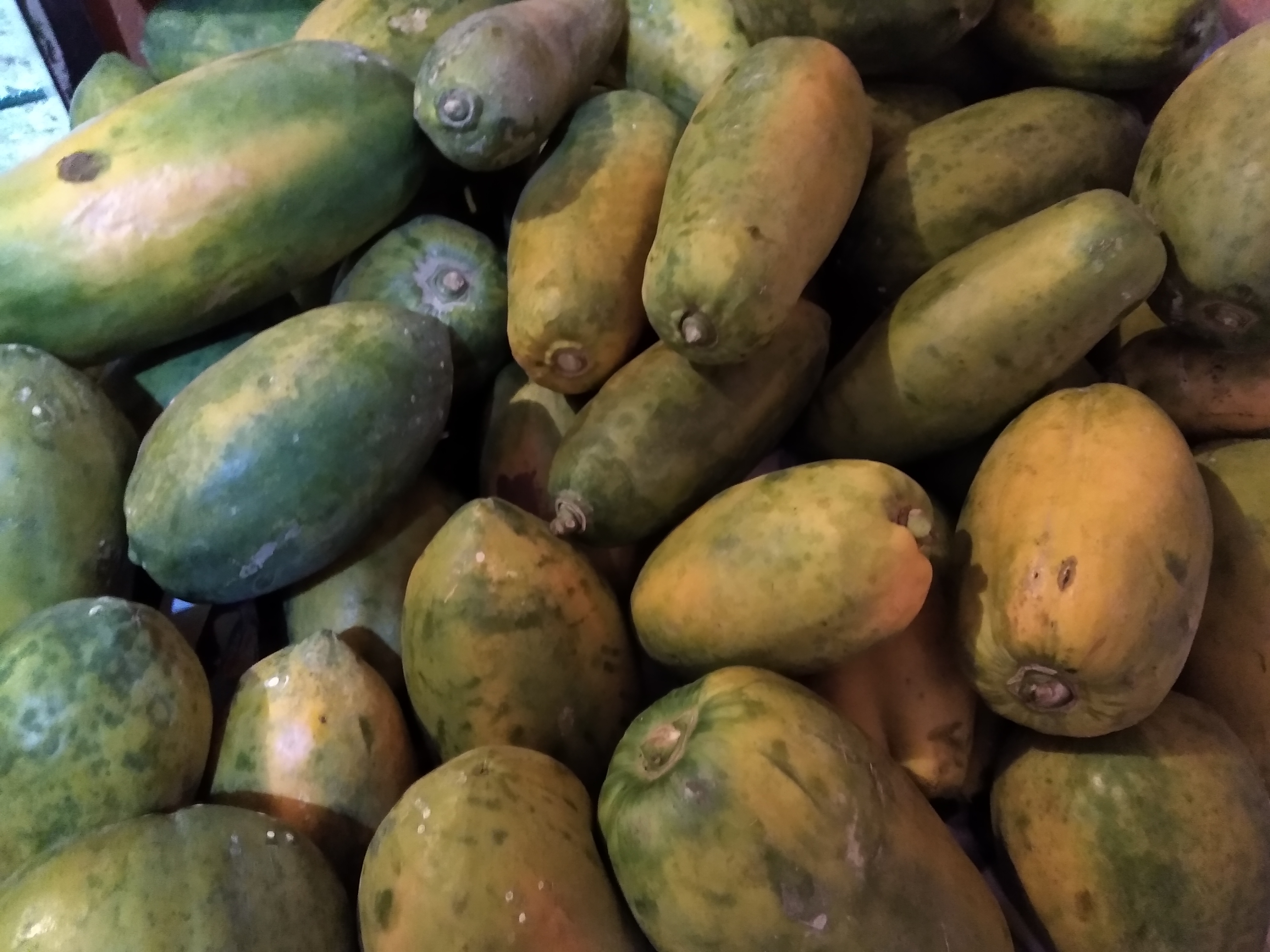 Papaya