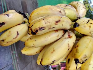 Banano manzano