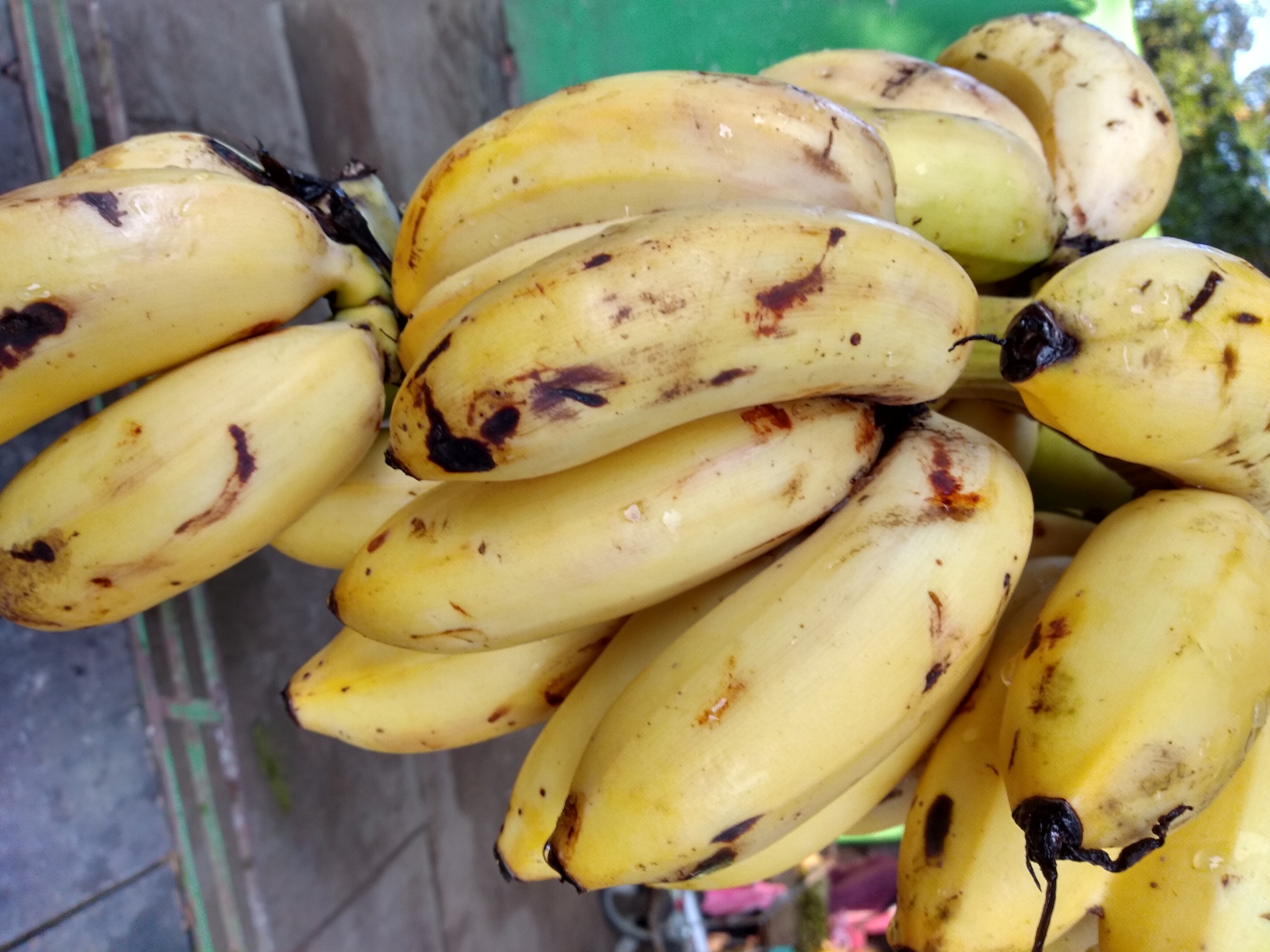 Banano manzano