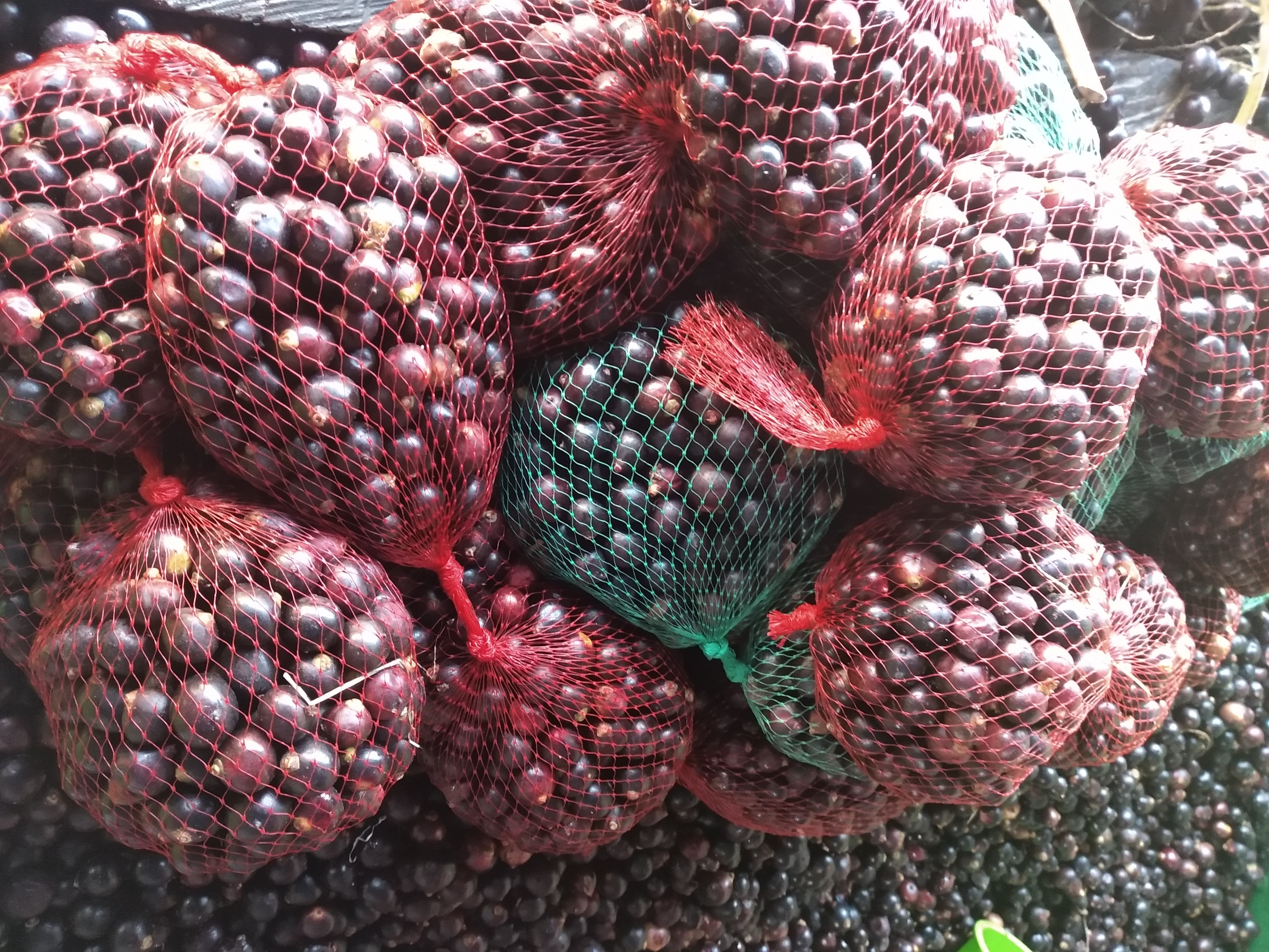 Corozo