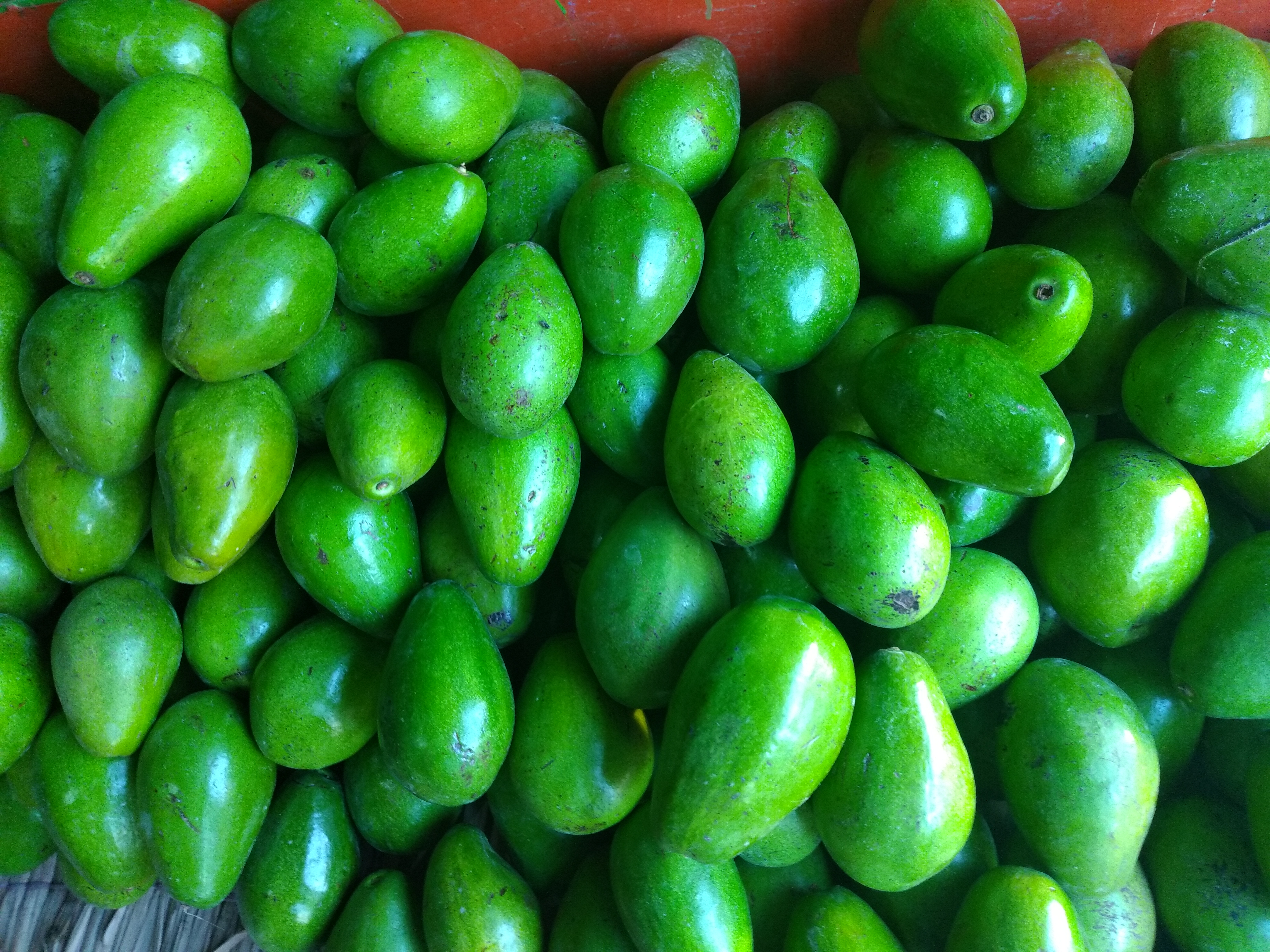 Aguacate papelillo