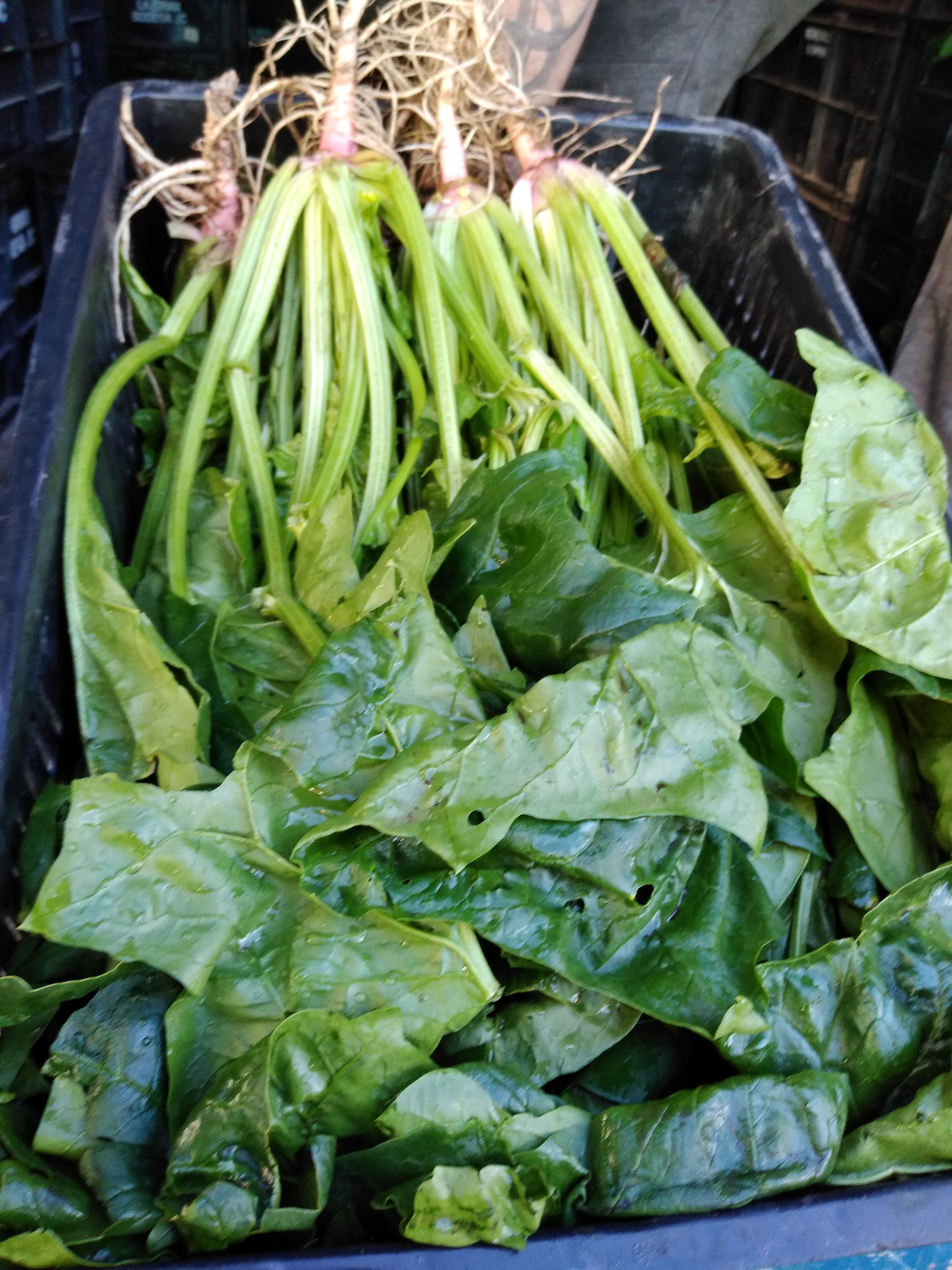 Espinacas