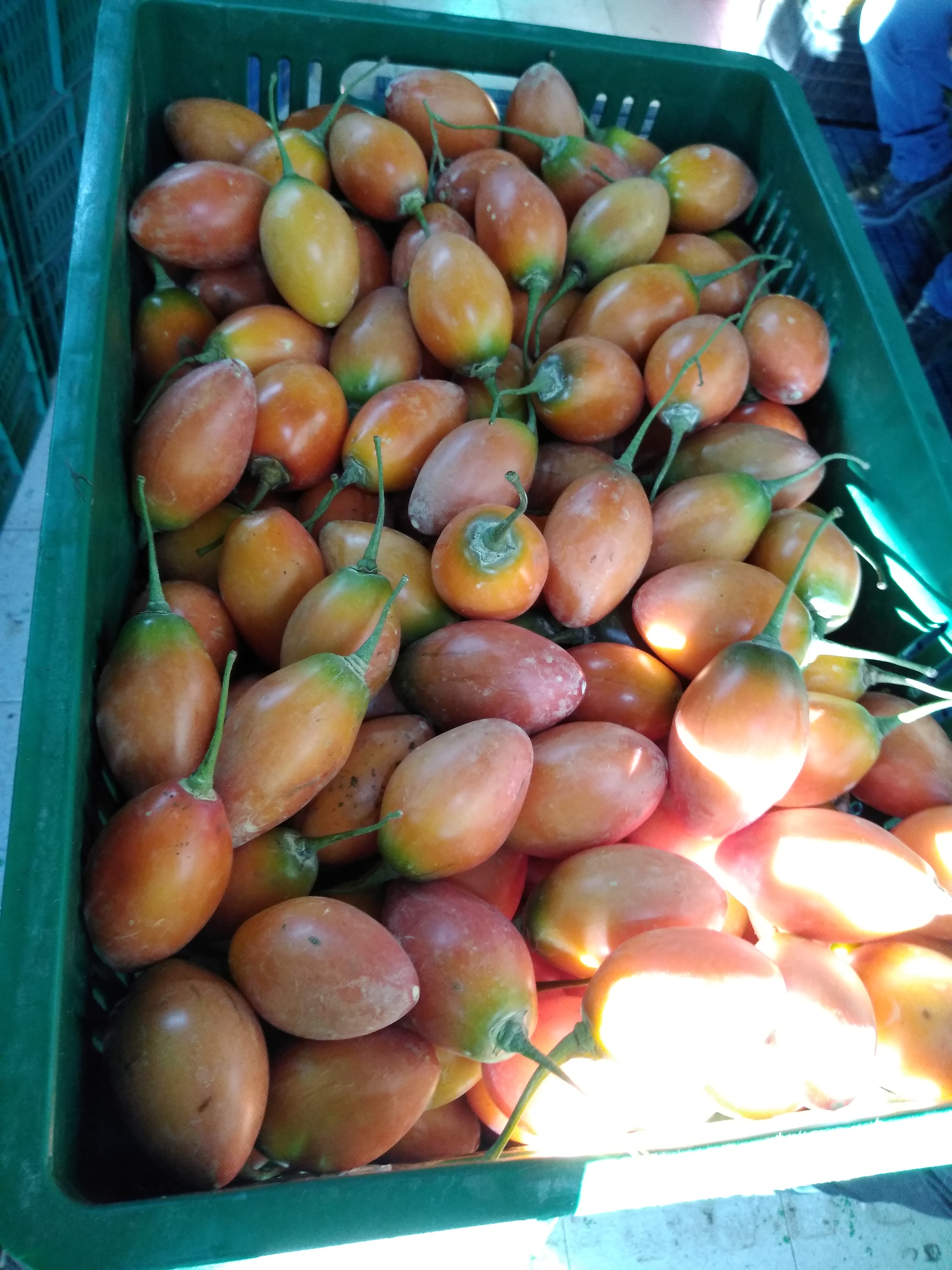 Tomate de árbol, primera