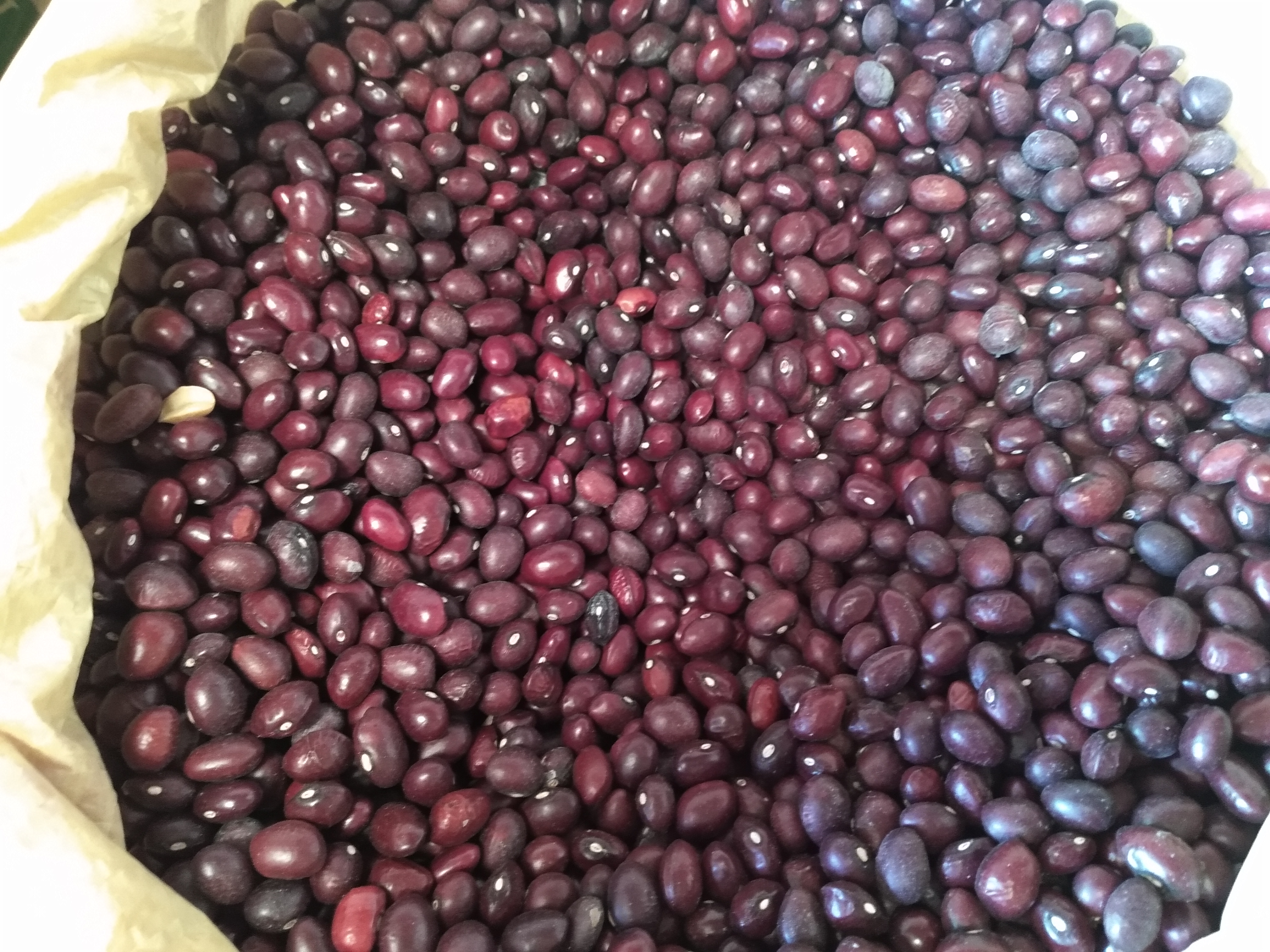 Frijol bola roja