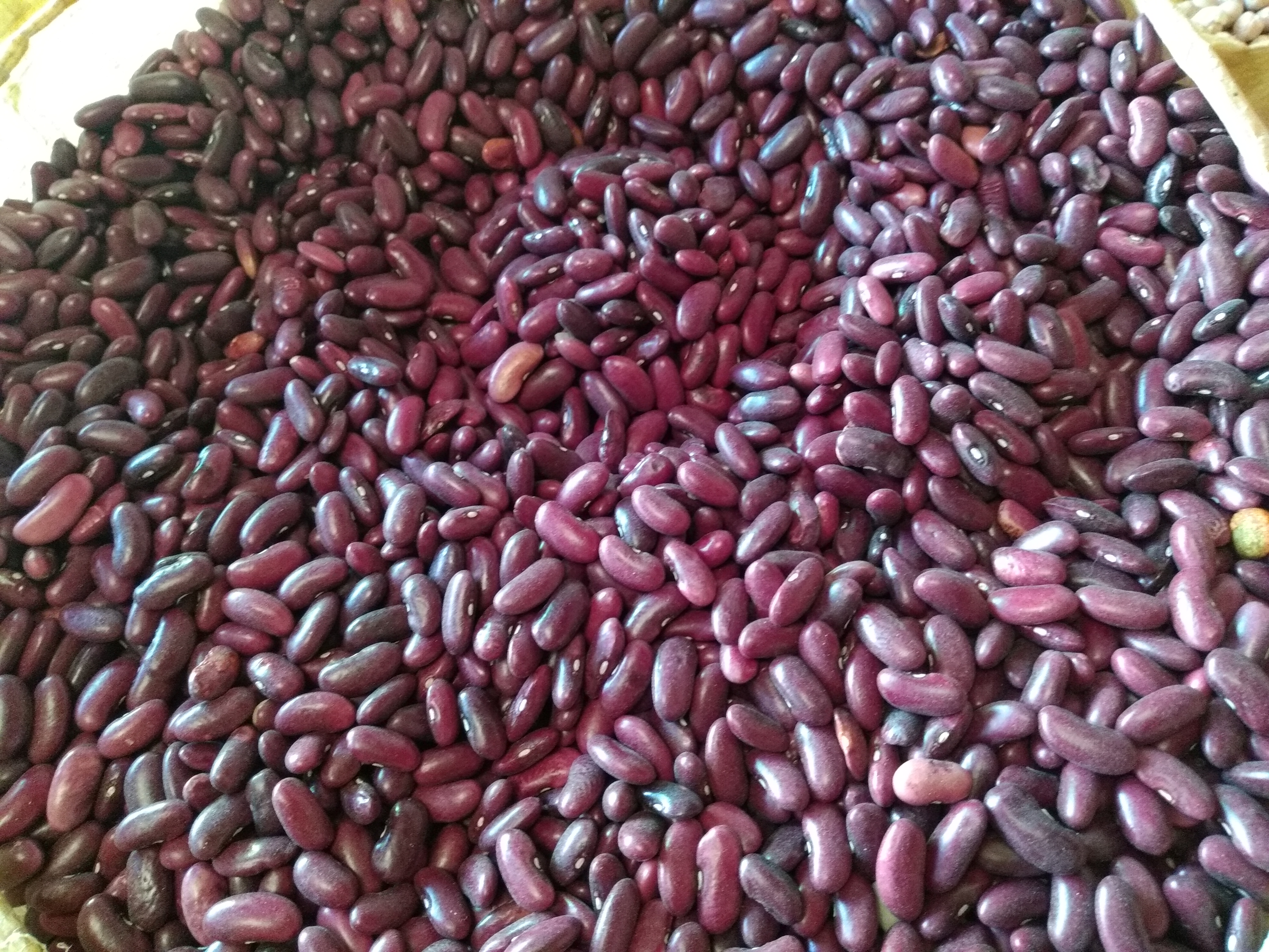 Alpiste vitaminado