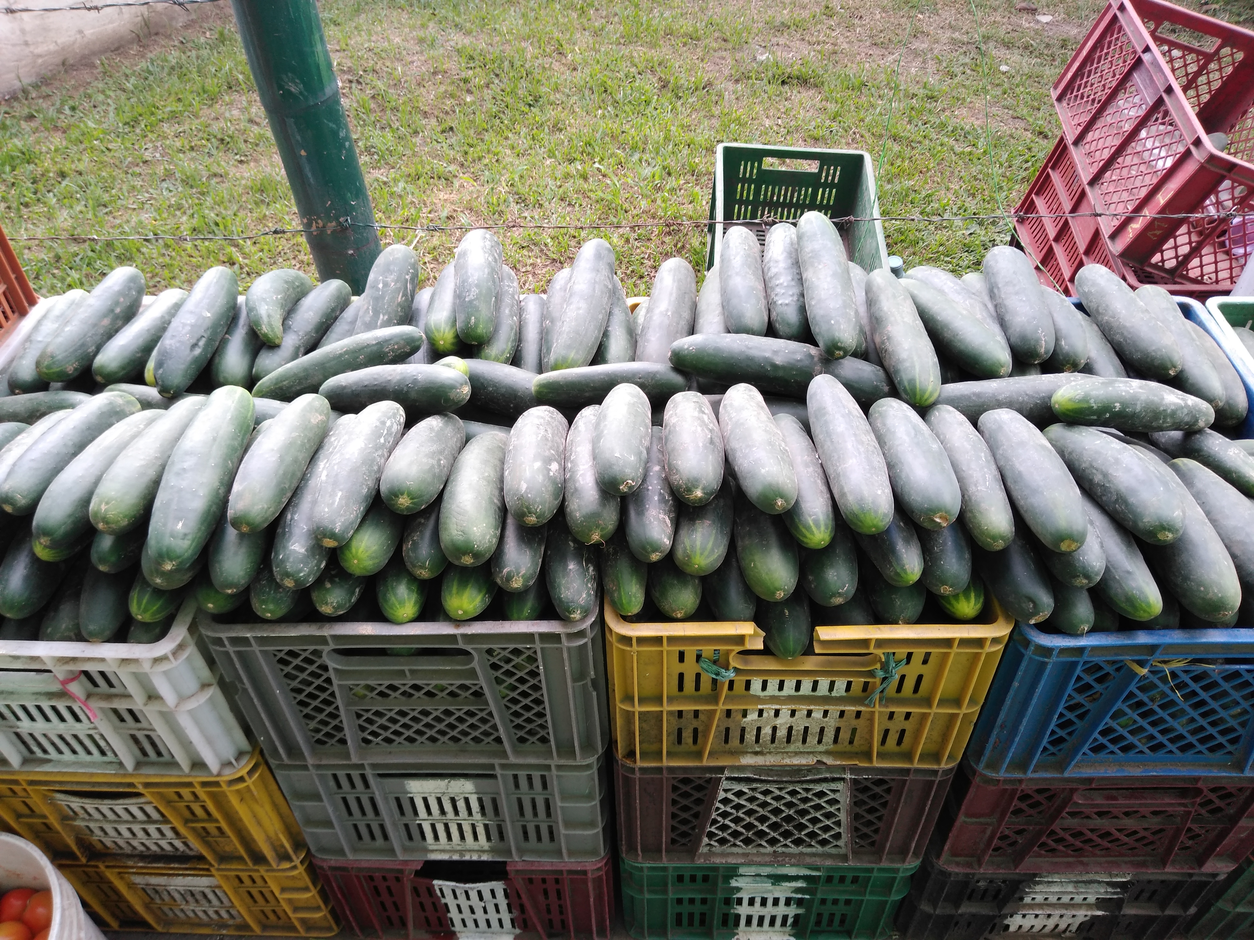 Pepino