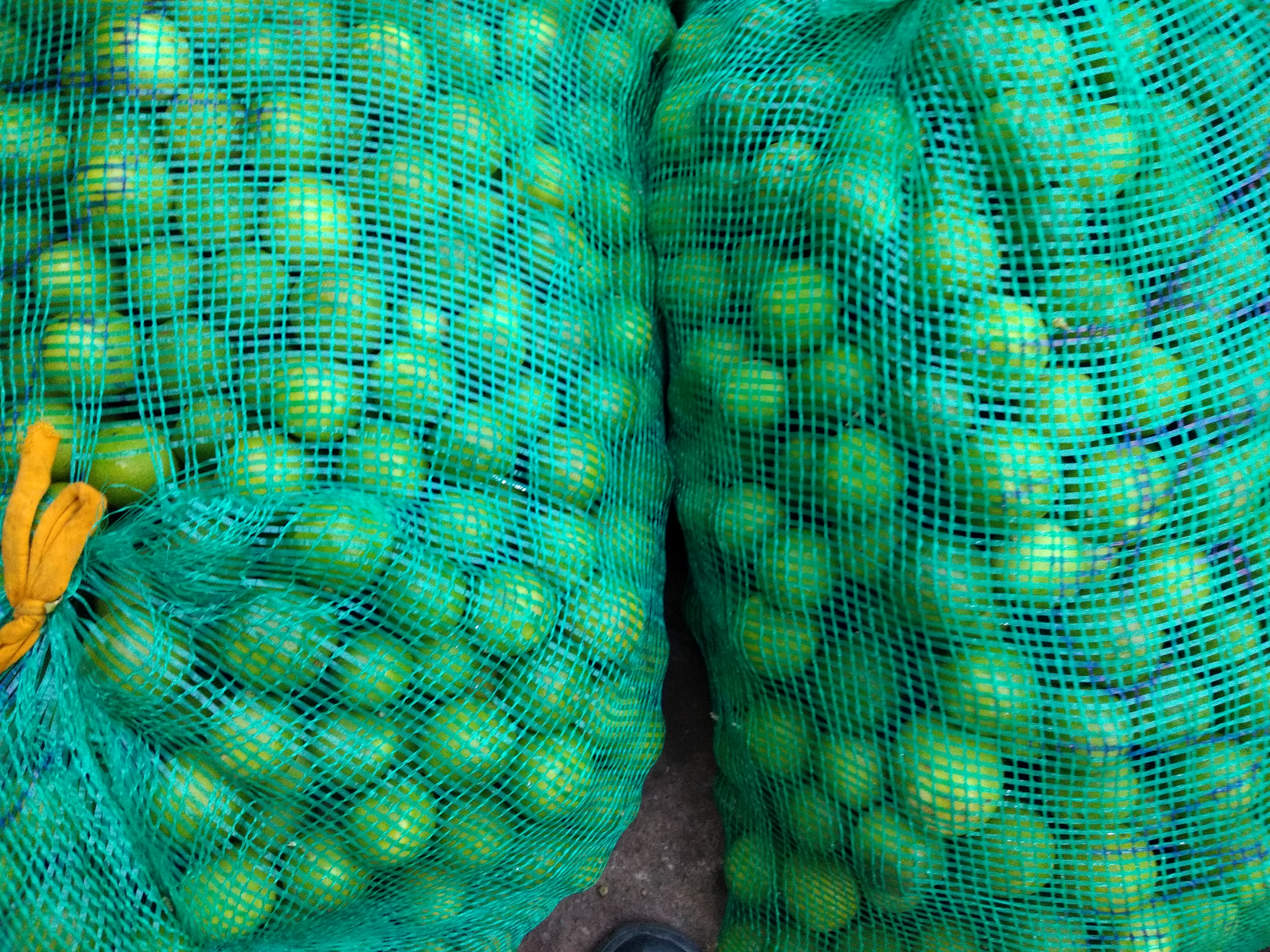 Limón criollo