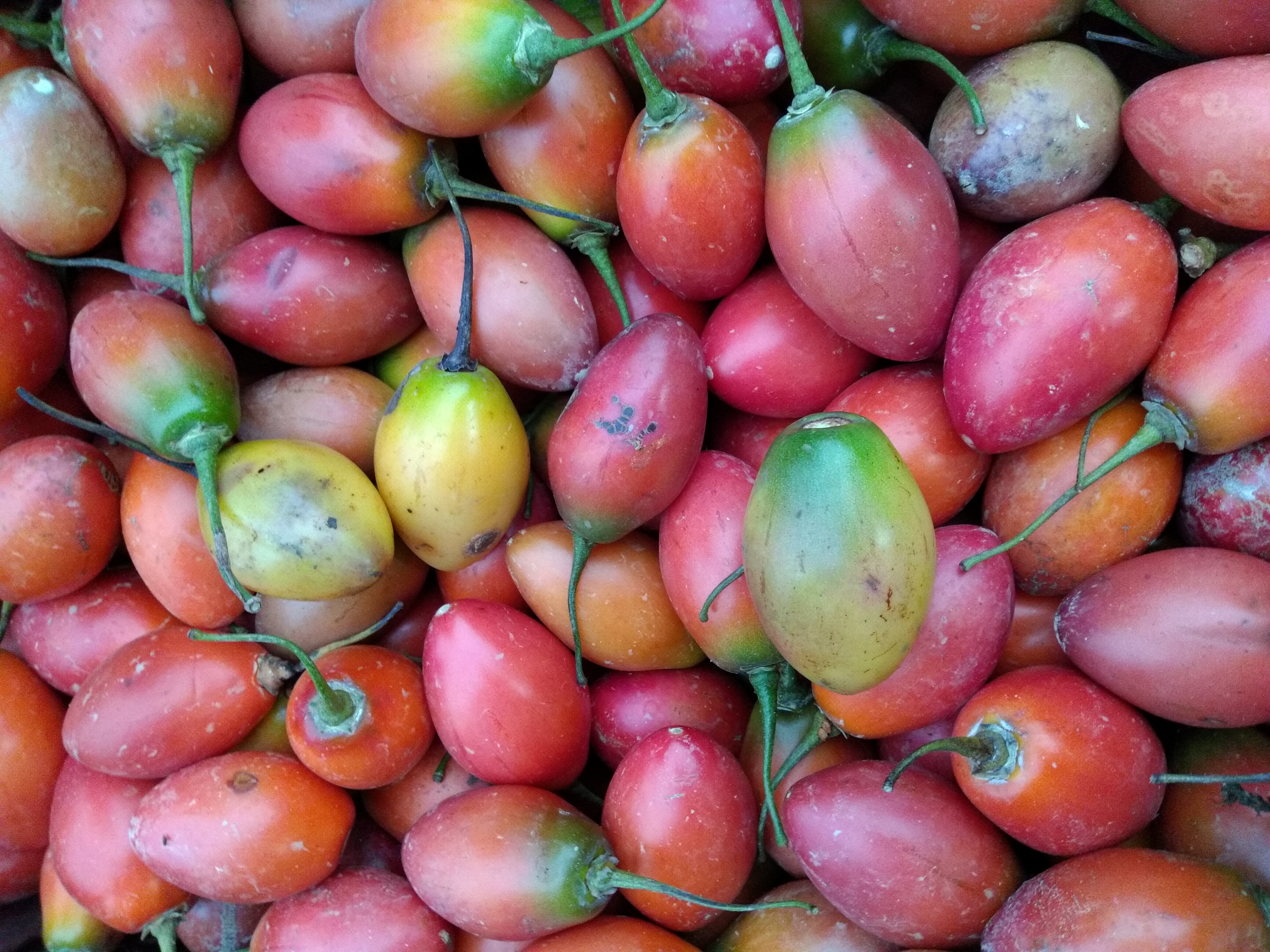 Tomate de árbol