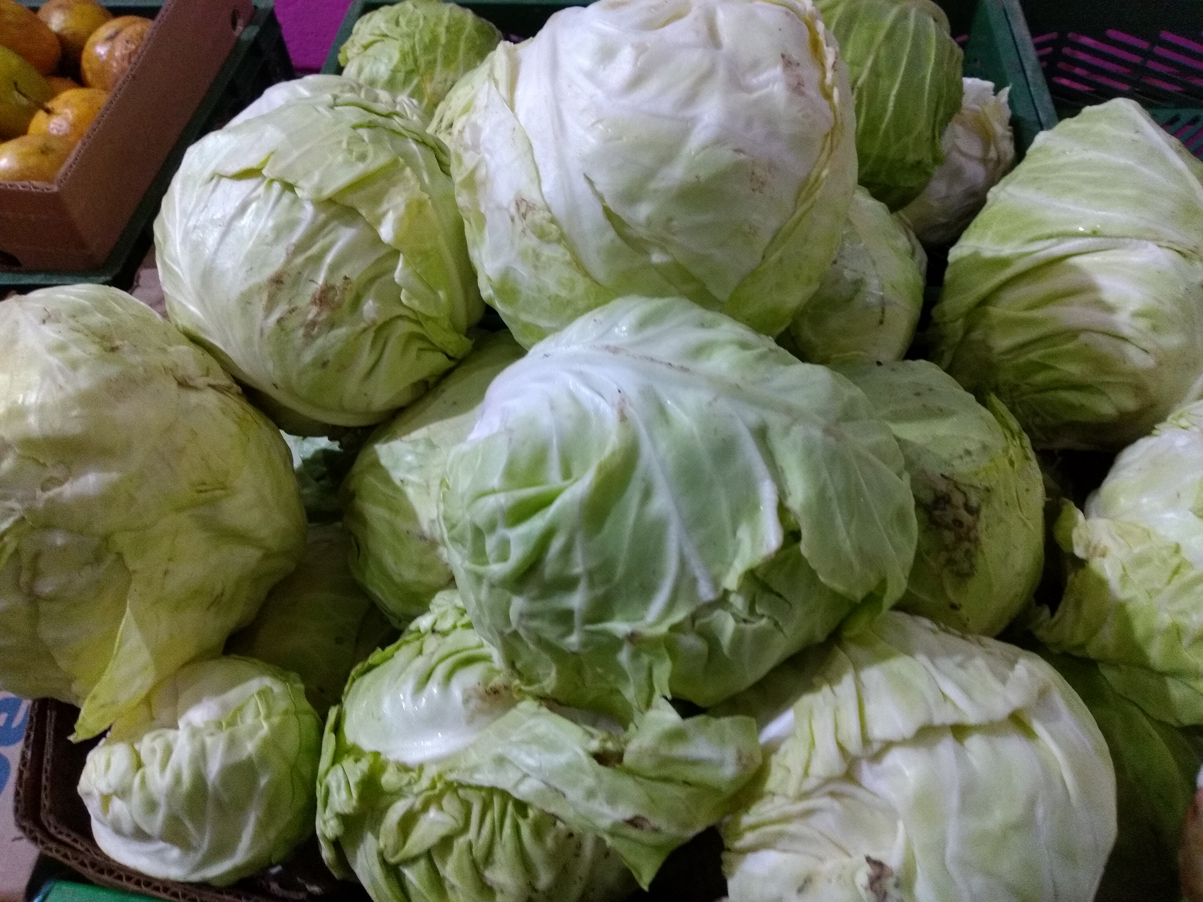 Lechuga