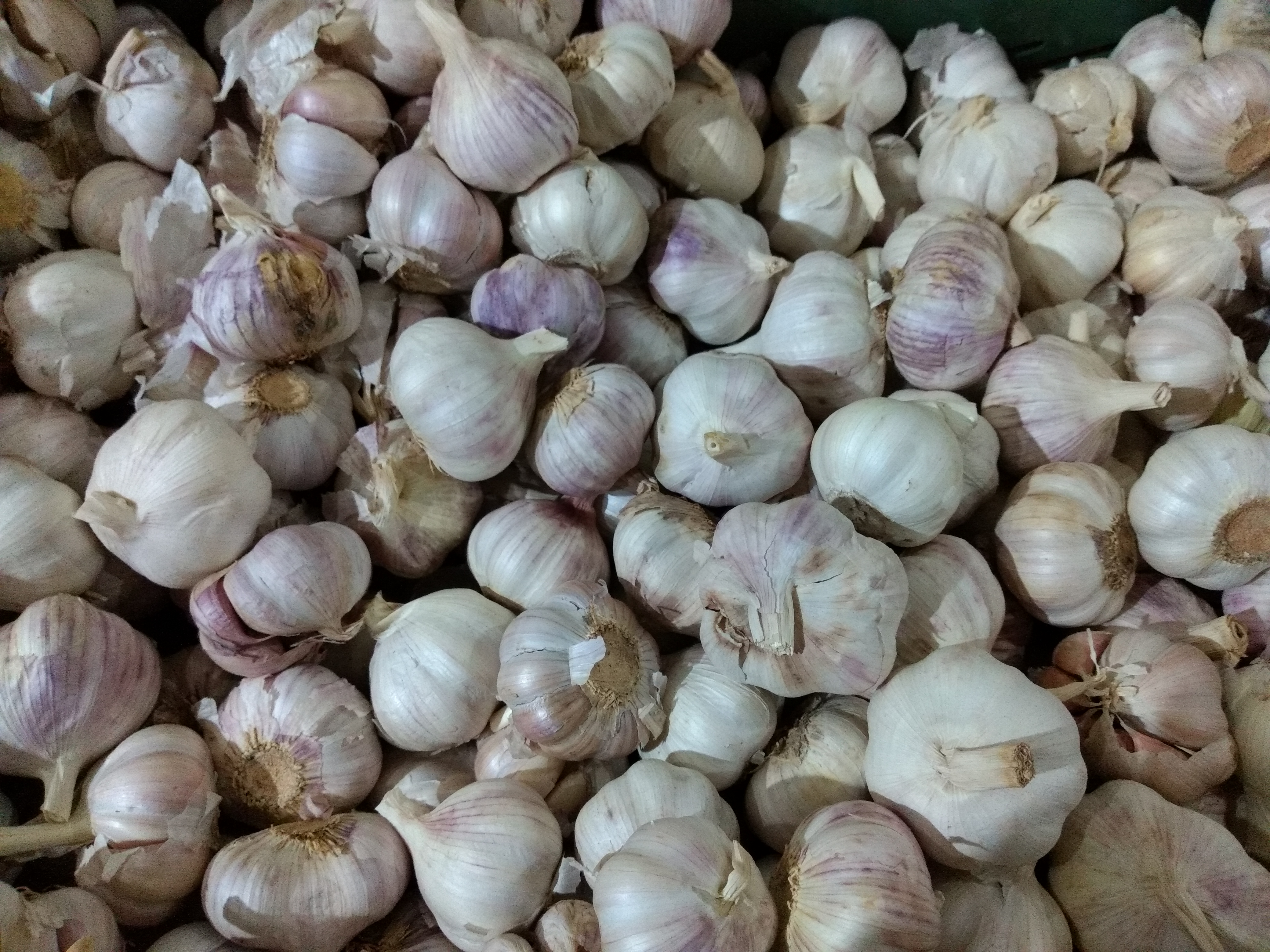 Ajo