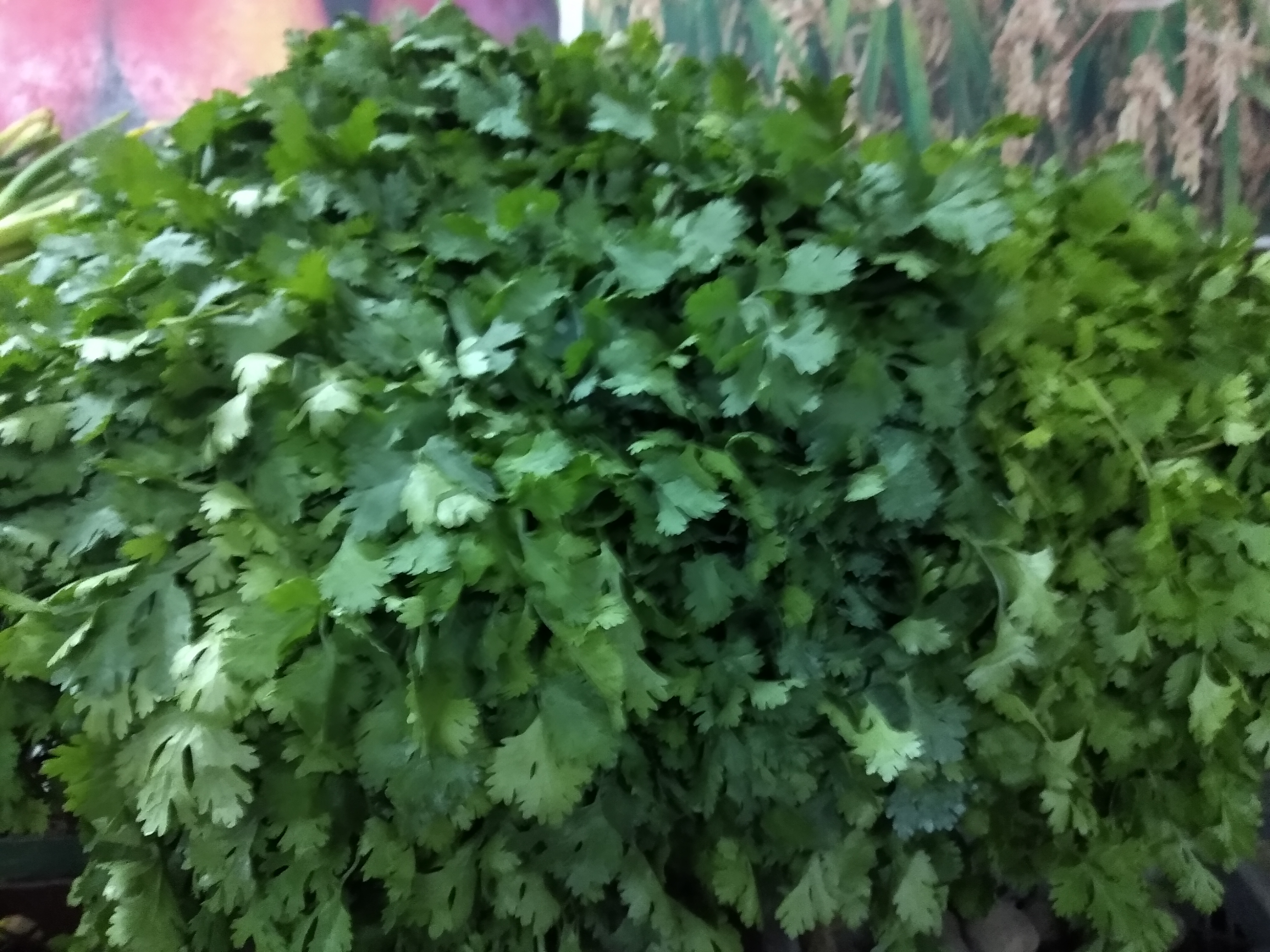 Cilantro
