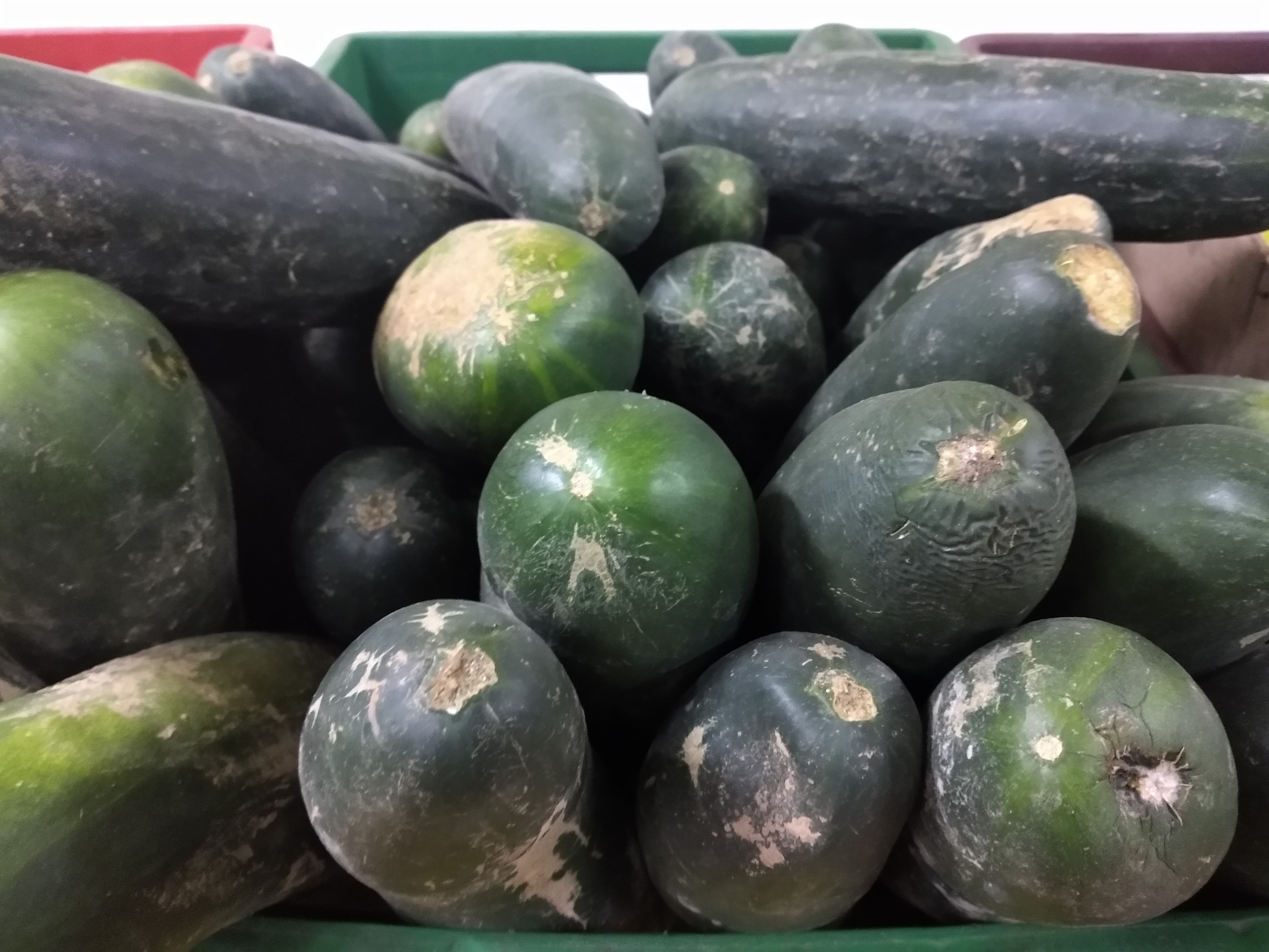Pepino